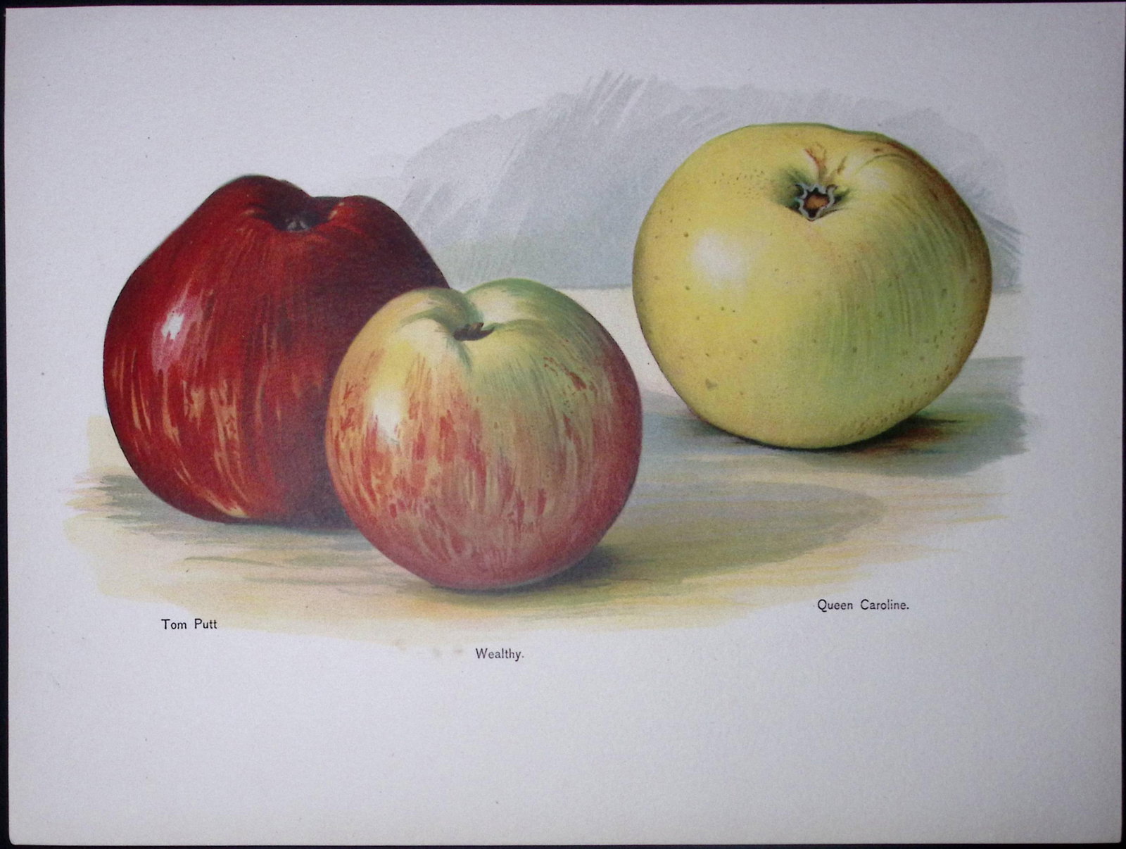 Apples- Tom Putt, Wealthy, Queen Caroline Antique Mary Rivers Illustration-51: Title: Apples- Tom Putt, Wealthy, Queen Caroline Antique Mary Rivers Illustration-51 Description: This Chromolithographed Print Measure Approximately 10 X 8 (Inches) 274. x 213.36 (mm).