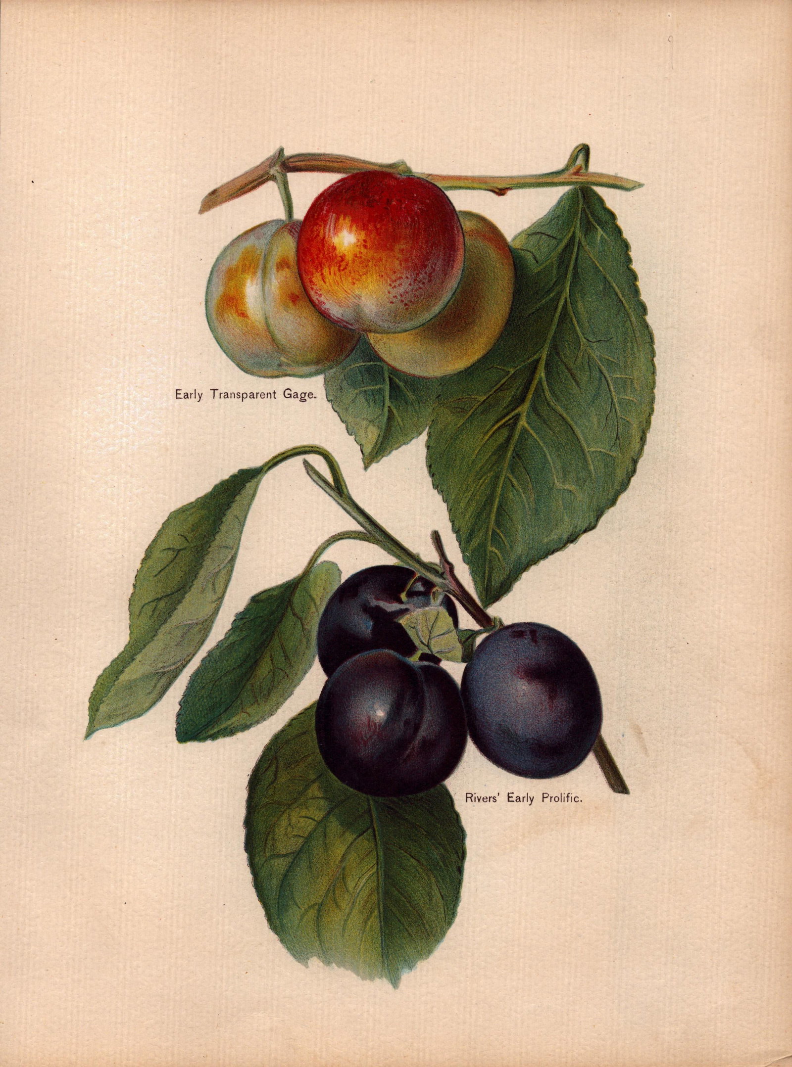 Plums Selection 1891-1894 Antique Mary Rivers Fruit Illustration-31.: Title: Plums Selection 1891-1894 Antique Mary Rivers Fruit Illustration-31. Description: Plums Selection 1891-1894 Antique Mary Rivers Fruit Illustration-31. This Chromolithographed Print Measure