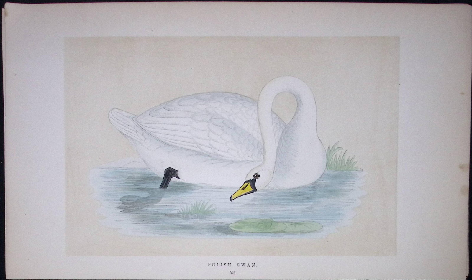 Polish Swan Bird- Rev Morris First Edition Antique Woodblock Engraving-82: Title: Polish Swan Bird- Rev Morris First Edition Antique Woodblock Engraving-82 Description: This Chromolithographic Woodblock Engraving Has Been Removed from a First Antique Edition of. Rev F O