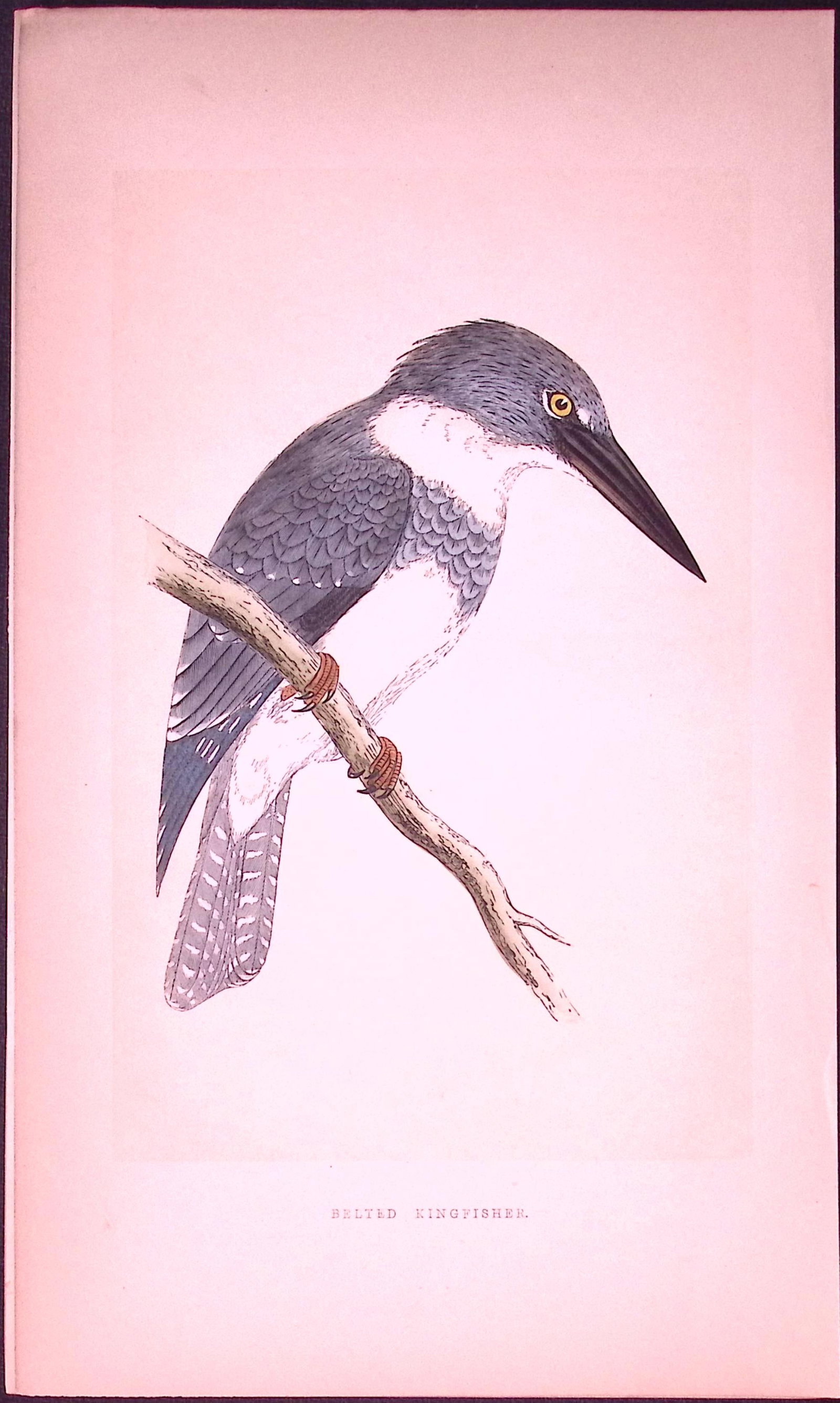Belted Kingfisher Bird- Rev Morris First Edition Antique Woodblock Engraving-47: Title: Belted Kingfisher Bird- Rev Morris First Edition Antique Woodblock Engraving-47 Description: This Chromolithographic Woodblock Engraving Has Been Removed from a First Antique Edition of.