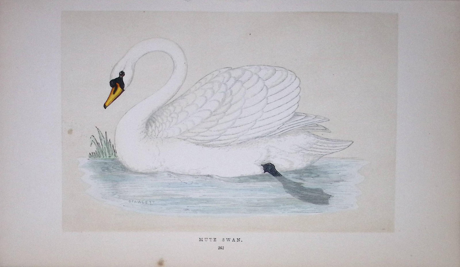 Mute Swan Bird- Rev Morris First Edition Antique Woodblock Engraving-81: Title: Mute Swan Bird- Rev Morris First Edition Antique Woodblock Engraving-81 Description: This Chromolithographic Woodblock Engraving Has Been Removed from a First Antique Edition of. Rev F O