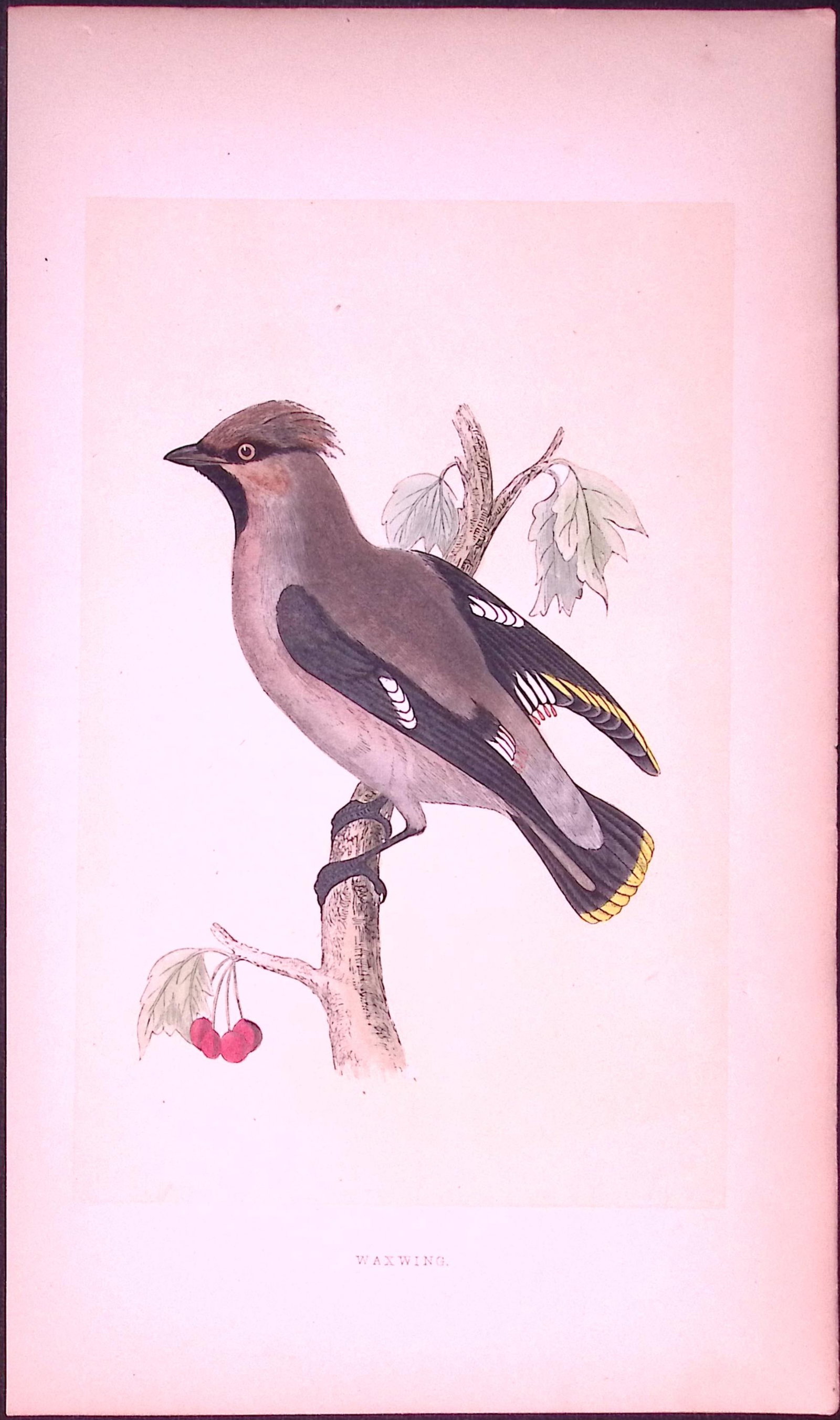 Waxwing Bird- Rev Morris First Edition Antique Woodblock Engraving-58: Title: Waxwing Bird- Rev Morris First Edition Antique Woodblock Engraving-58 Description: This Chromolithographic Woodblock Engraving Has Been Removed from a First Antique Edition of. Rev F O M