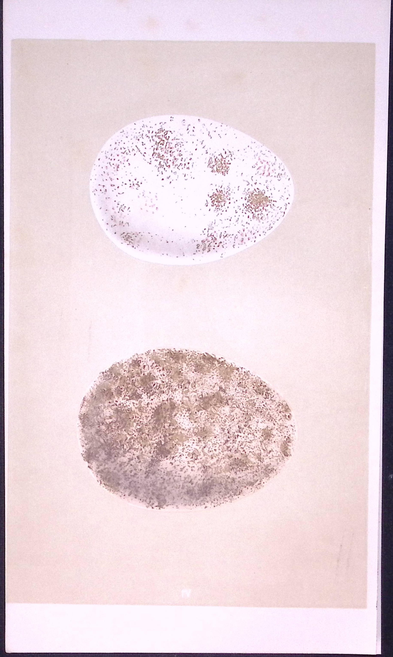 Golden Eagle Bird Egg- Rev Morris First Edition Antique Woodblock Engraving-2 (1 of 1)