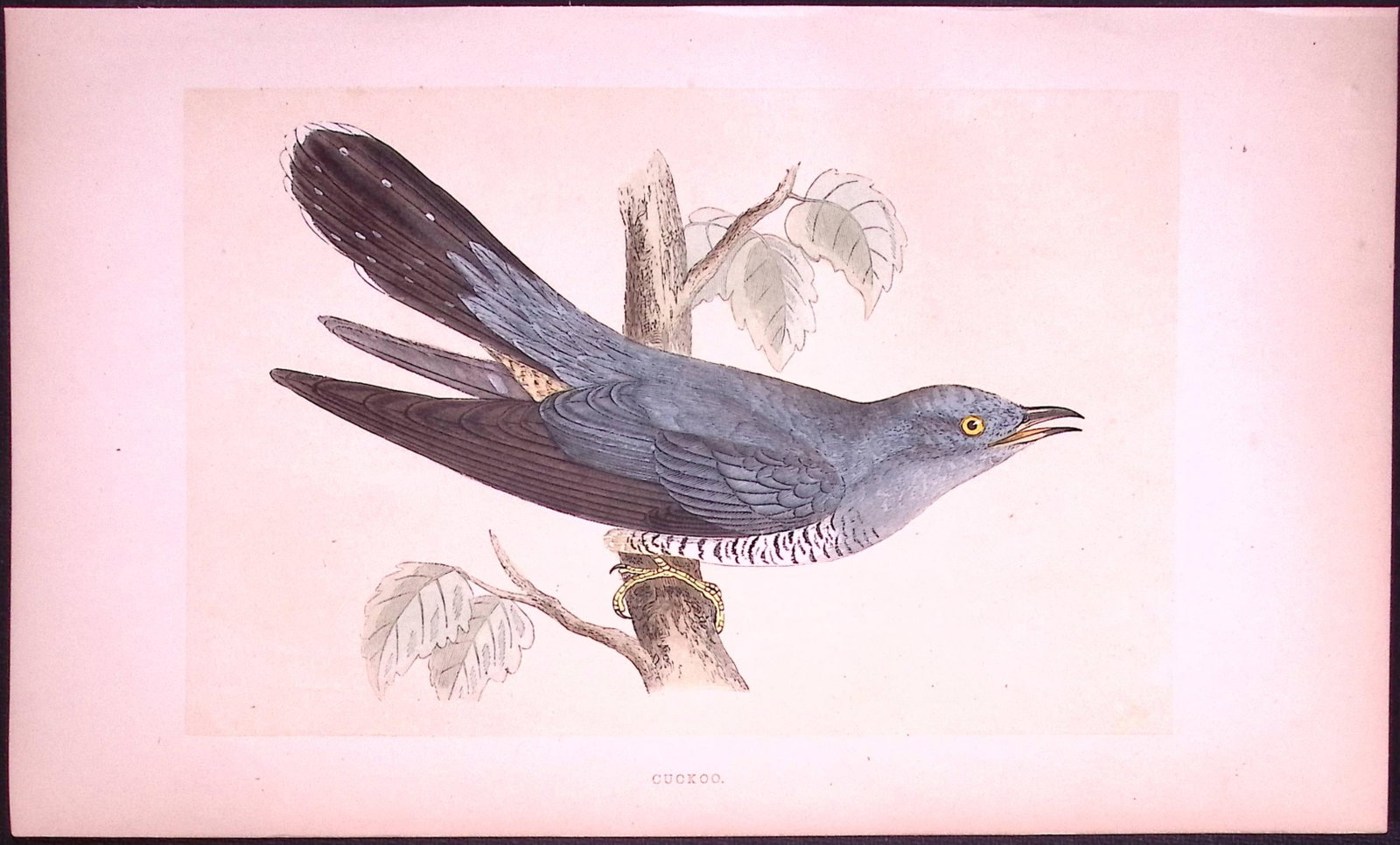 Cuckoo Bird- Rev Morris First Edition Antique Woodblock Engraving-125: Title: Cuckoo Bird- Rev Morris First Edition Antique Woodblock Engraving-125 Description: This Chromolithographic Woodblock Engraving Has Been Removed from a First Antique Edition of. Rev F O Morris