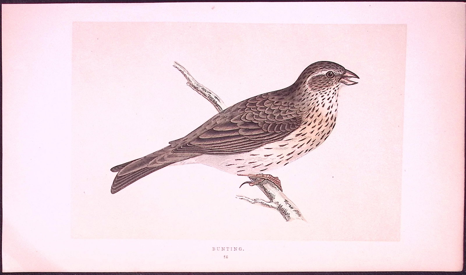 Bunting Rev Morris First Edition Antique Woodblock Engraving-150: Title: Bunting Rev Morris First Edition Antique Woodblock Engraving-150 Description: This Chromolithographic Woodblock Engraving Has Been Removed from a First Antique Edition of. Rev F O Morris A