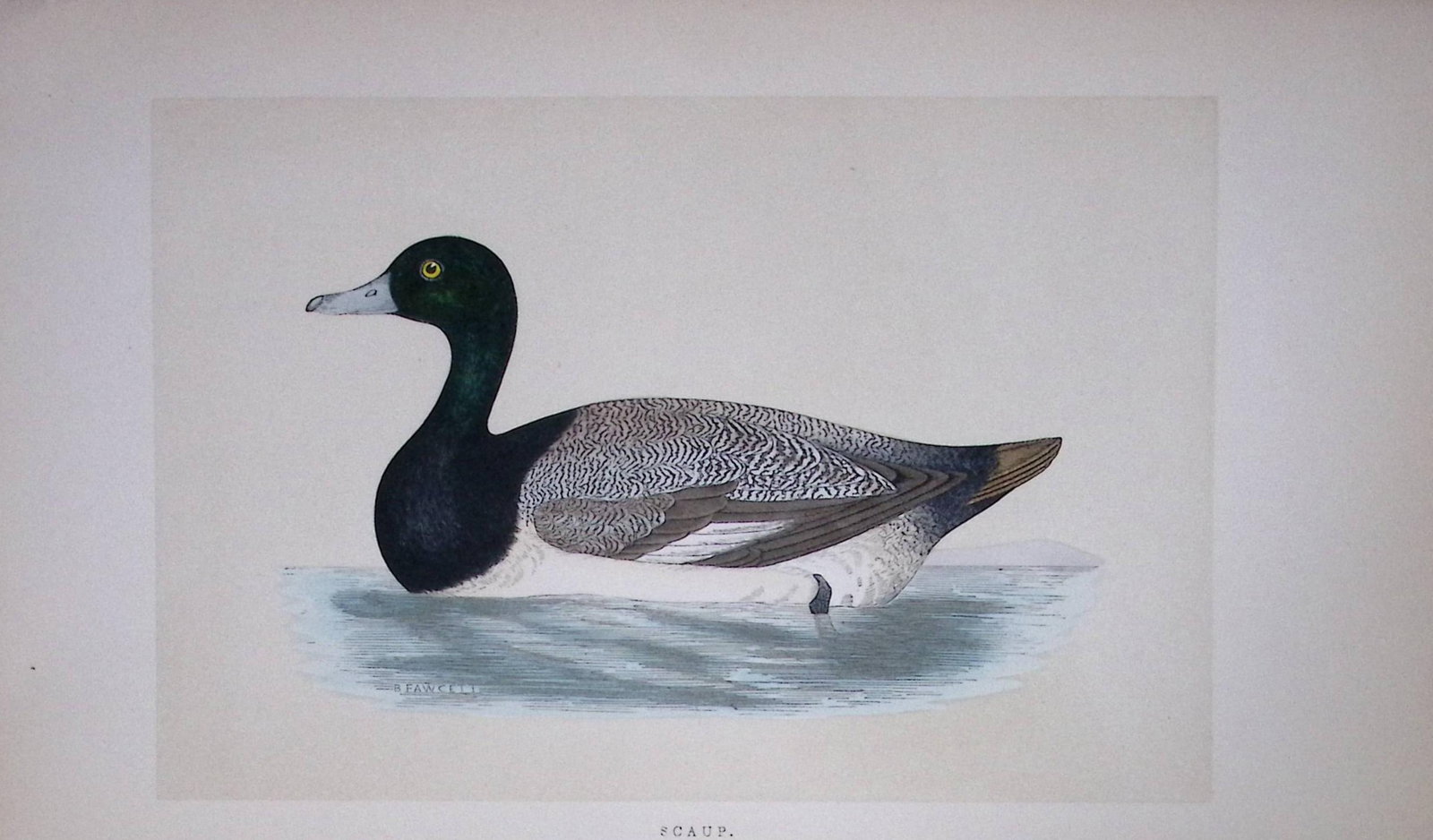 Scaup Duck Bird- Rev Morris First Edition Antique Woodblock Engraving-114: Title: Scaup Duck Bird- Rev Morris First Edition Antique Woodblock Engraving-114 Description: This Chromolithographic Woodblock Engraving Has Been Removed from a First Antique Edition of. Rev F O