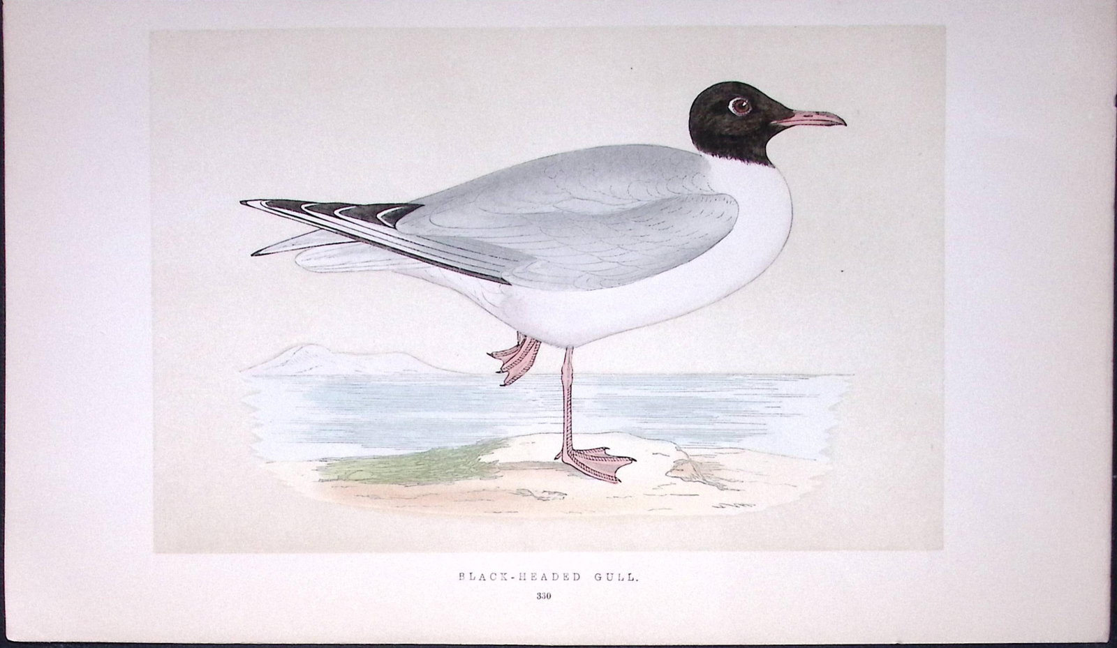 Black-Headed Gull Bird- Rev Morris First Edition Antique Woodblock Engraving-203 (1 of 1)