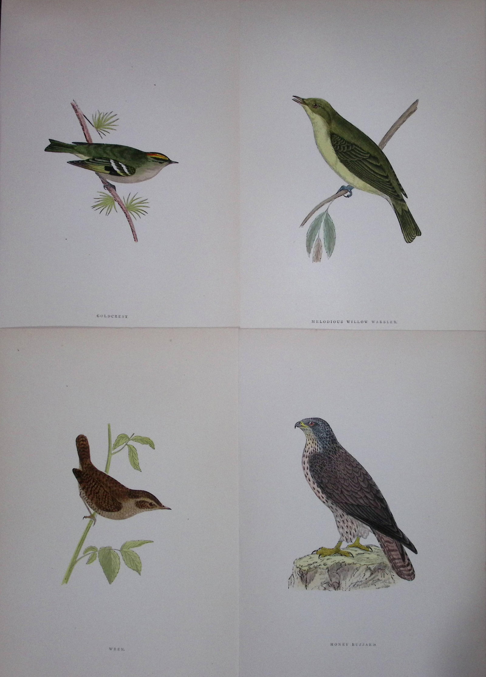 Job-Lot Rev Morris History of British Birds 130 Yrs-Old Antique Engravings-17: Title: Job-Lot Rev Morris History of British Birds 130 Yrs-Old Antique Engravings-17 Description: These 4 Chromolithographic Engraved Plates Has Been Removed from an Antique Edition of. Rev F O