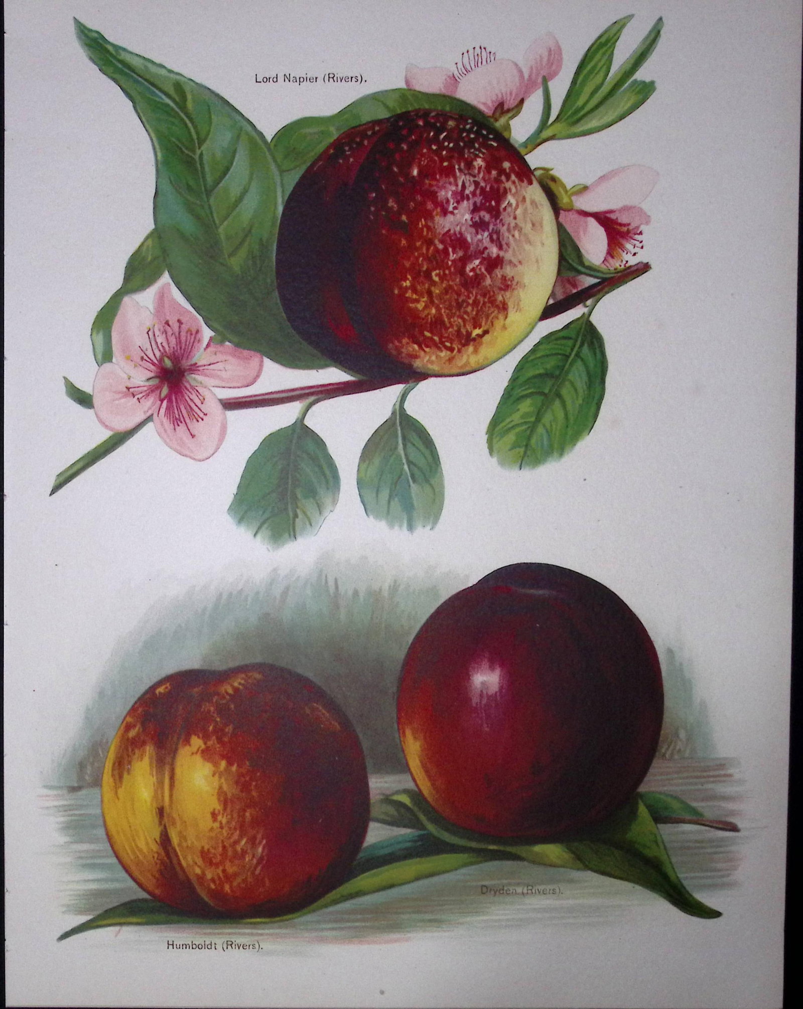 Nectarines Lord Napier, Humboldt, Dryden, Antique Mary Rivers Fruit Illustration-20.: Title: Nectarines Lord Napier, Humboldt, Dryden, Antique Mary Rivers Fruit Illustration-20. Description: This Chromolithographed Print Measure Approximately 10 X 8 (Inches) 274. x 213.36