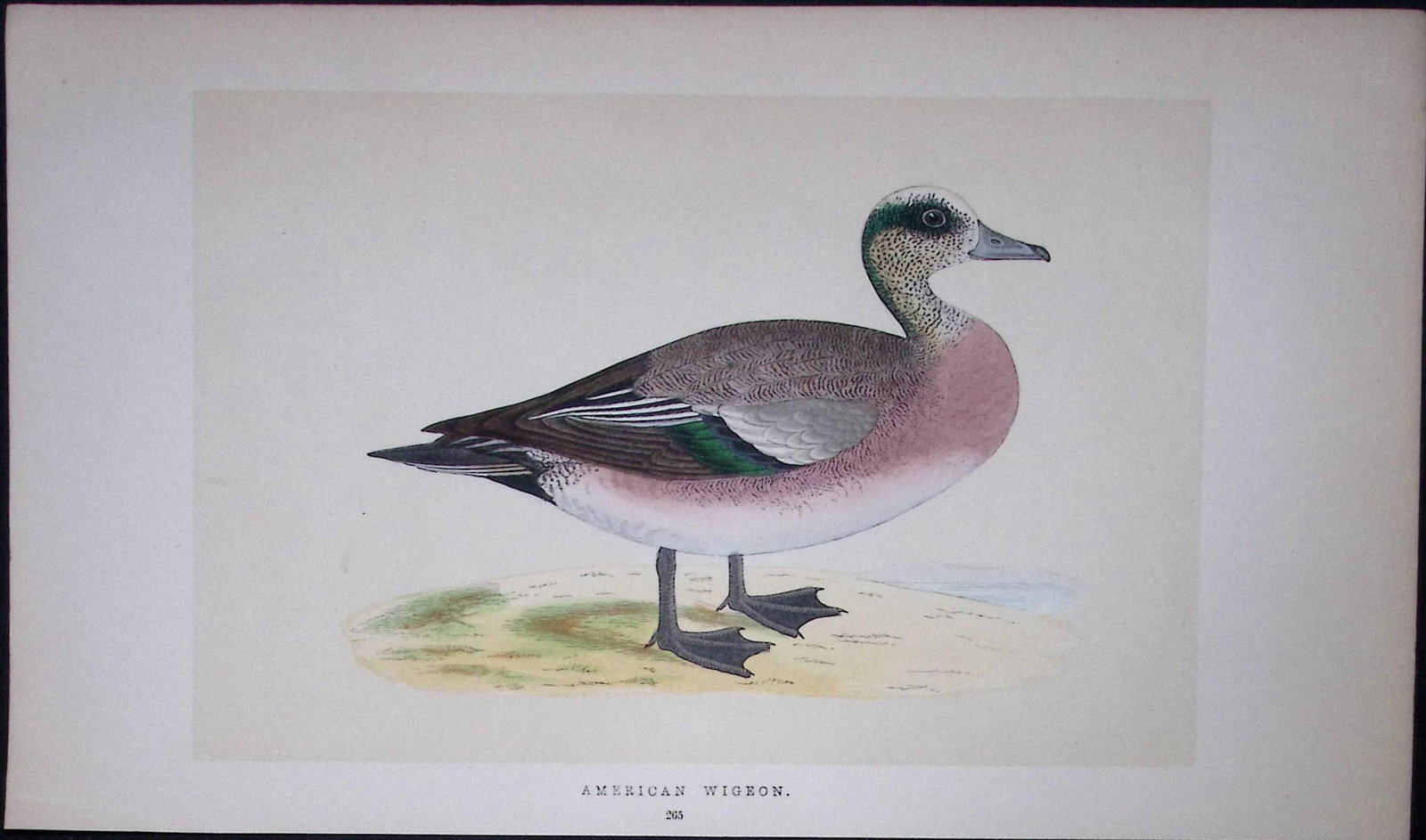 American Wigeon Duck Bird- Rev Morris First Edition Antique Woodblock Engraving-92 (1 of 1)