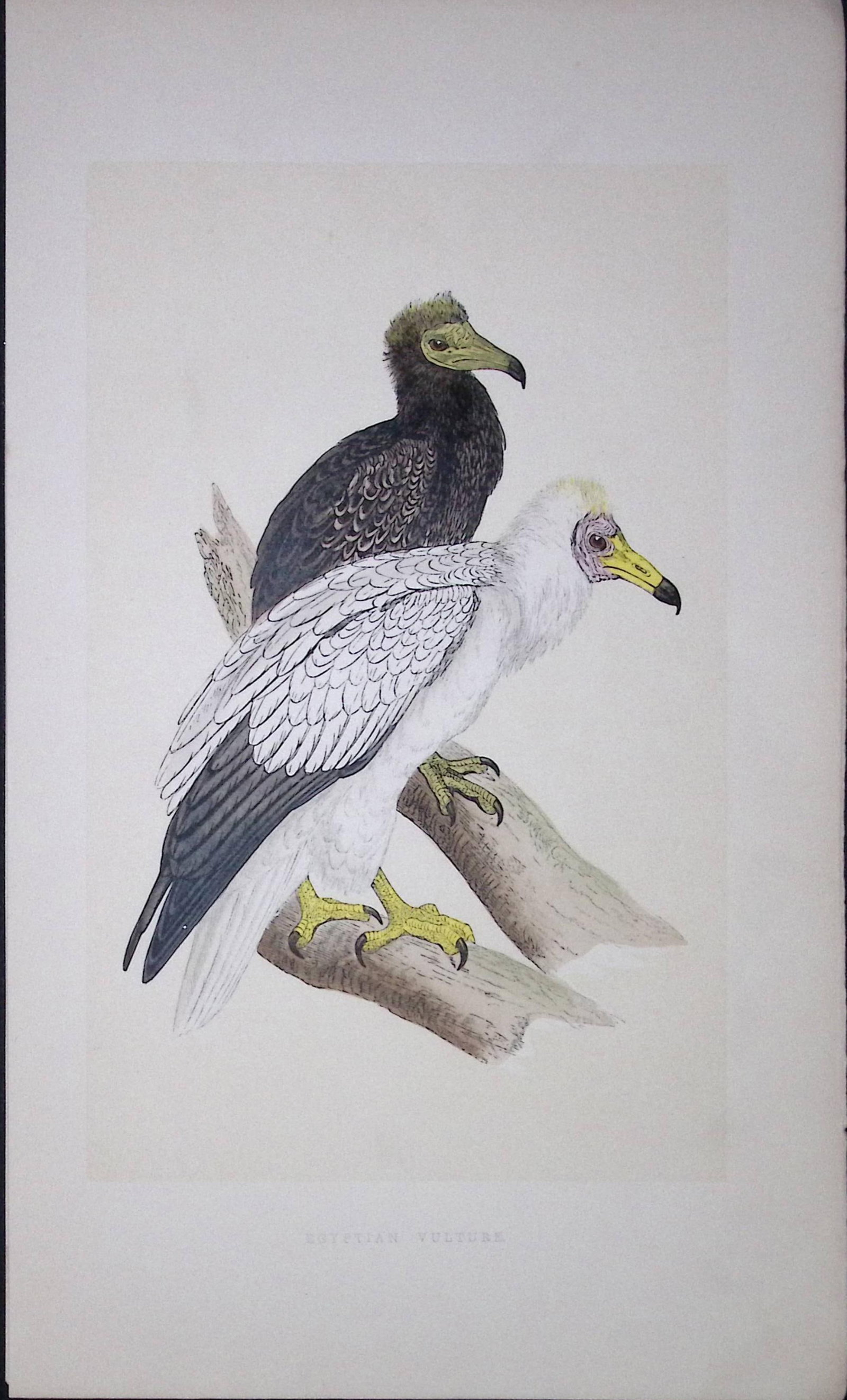 Egyptian Vulture Bird- Rev Morris First Edition Antique Woodblock Engraving-2 (1 of 2)