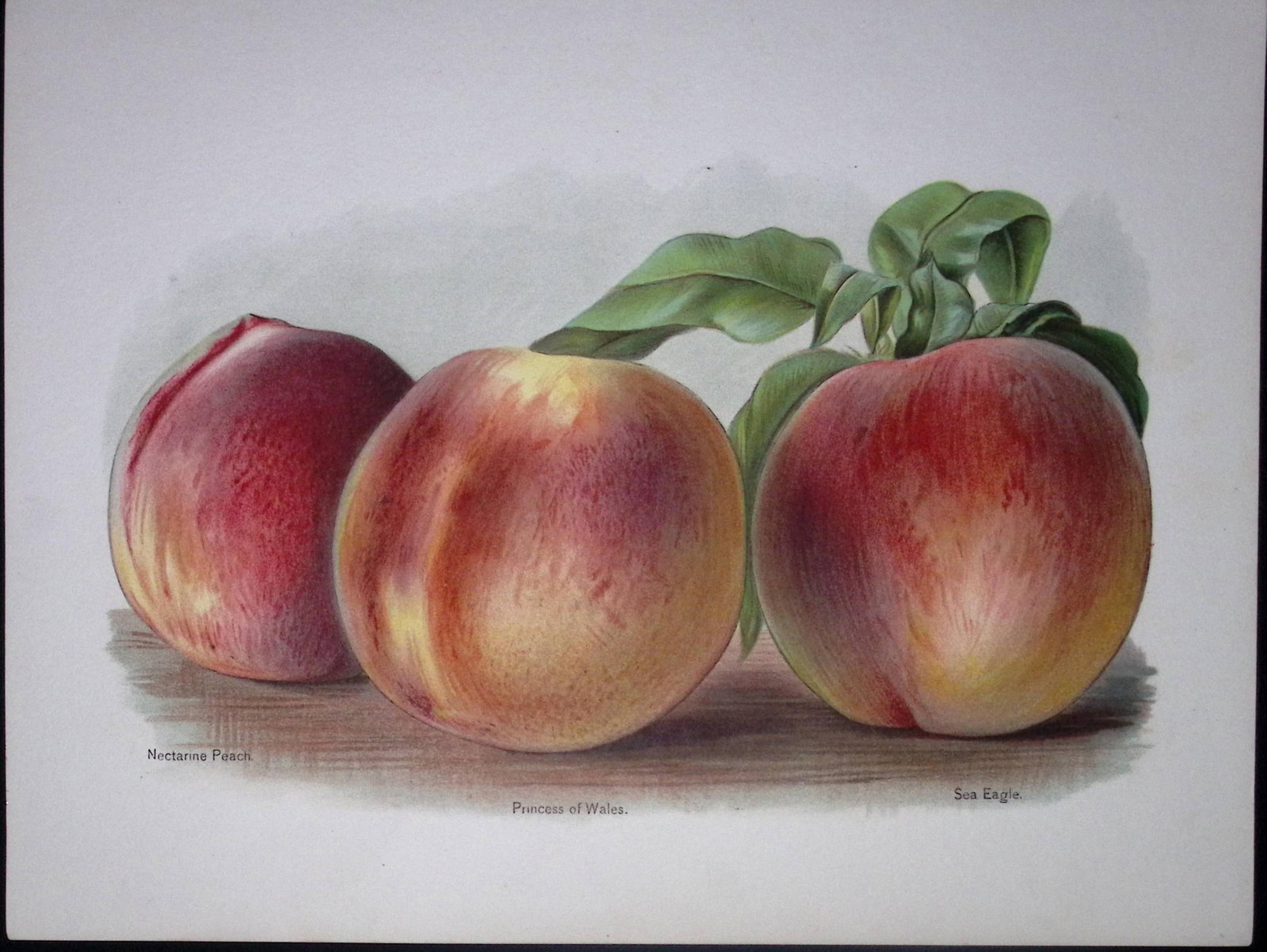 Peaches Nectarine Peach, Princess of Wales, Sea Eagle, Antique Mary Rivers Illustration-17.: Title: Peaches Nectarine Peach, Princess of Wales, Sea Eagle, Antique Mary Rivers Illustration-17. Description: This Chromolithographed Print Measure Approximately 10 X 8 (Inches) 274. x