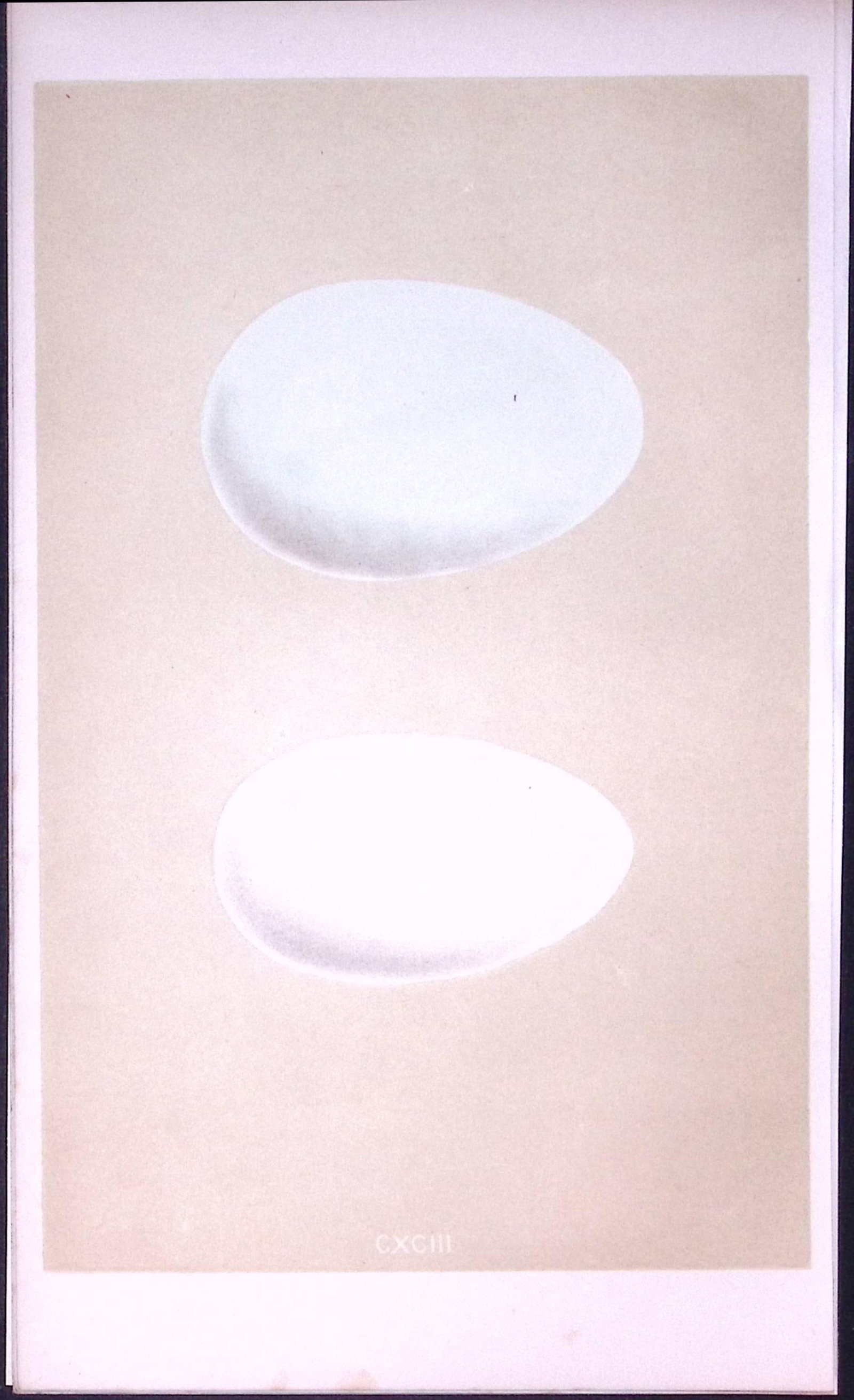 King & Eider Duck Bird Egg- Rev Morris First Edition Antique Woodblock Engraving-26 (1 of 1)