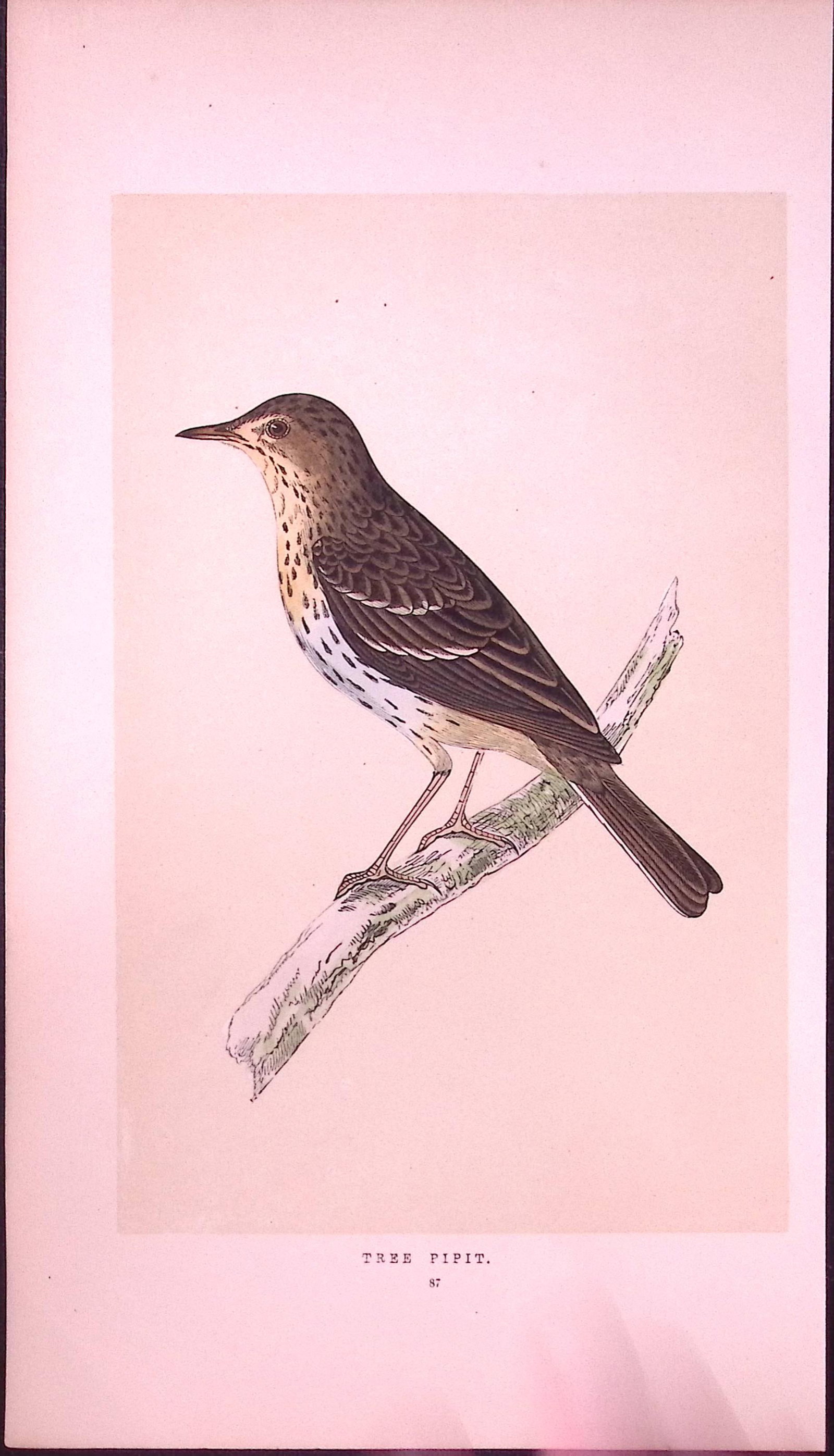 Tree Pipit Bird- Rev Morris First Edition Antique Woodblock Engraving-141: Title: Tree Pipit Bird- Rev Morris First Edition Antique Woodblock Engraving-141 Description: This Chromolithographic Woodblock Engraving Has Been Removed from a First Antique Edition of.