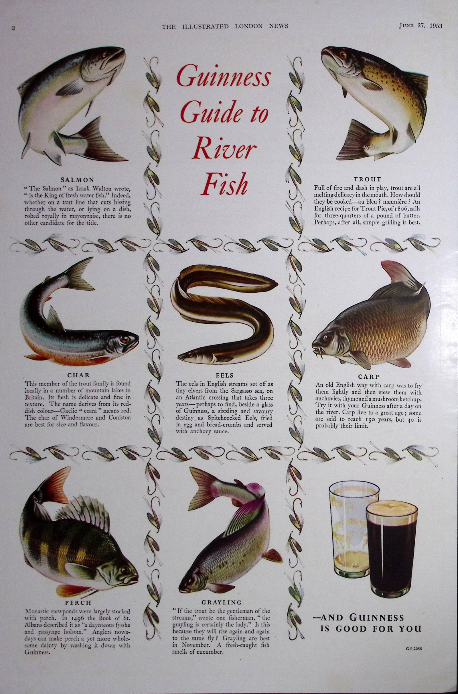 Guinness Guide To River Fish 1960 Original 66 Years-Old Print -GE 2055. (1 of 1)