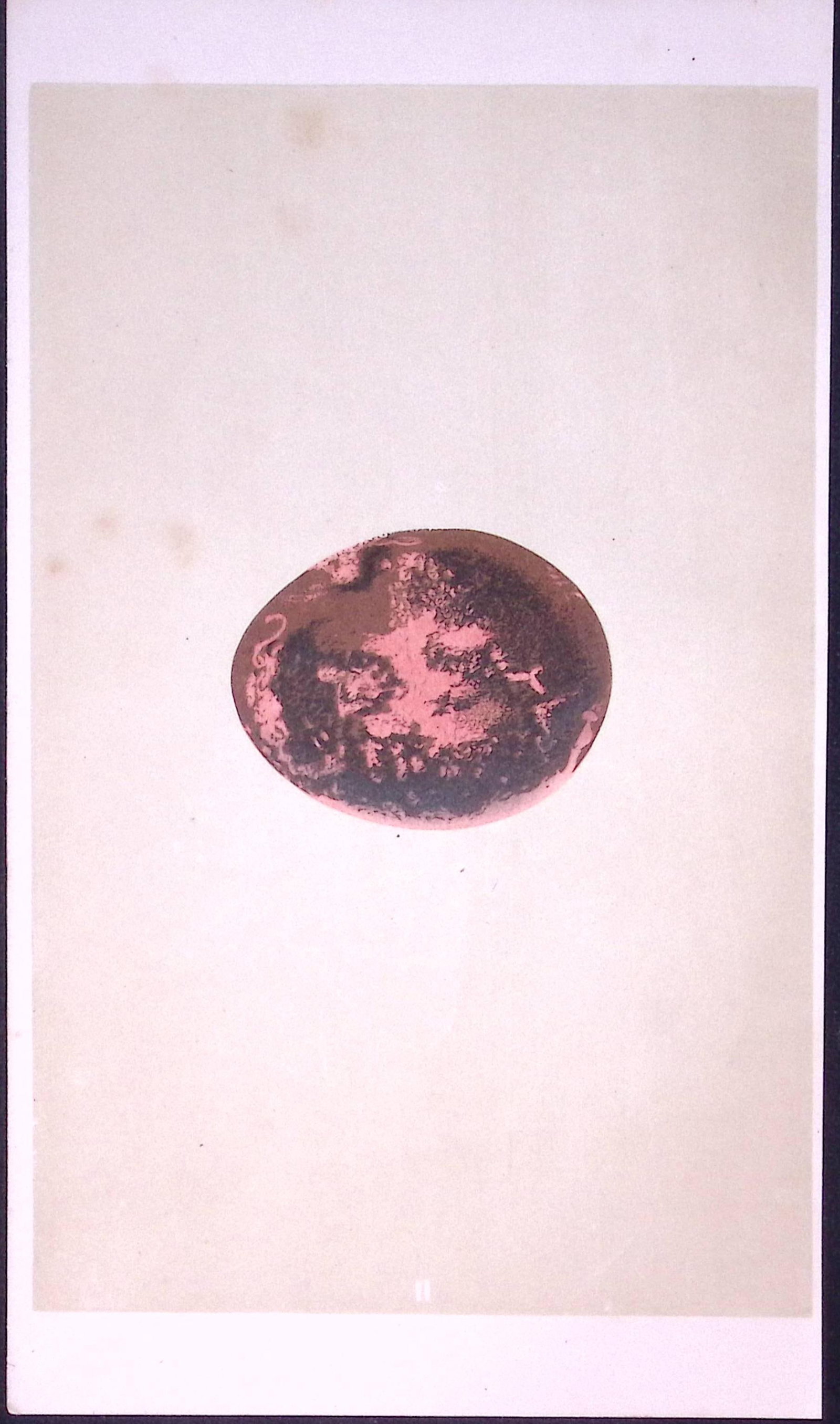 Egyptian Vulture Bird Egg- Rev Morris First Edition Antique Woodblock Engraving-1 (1 of 1)