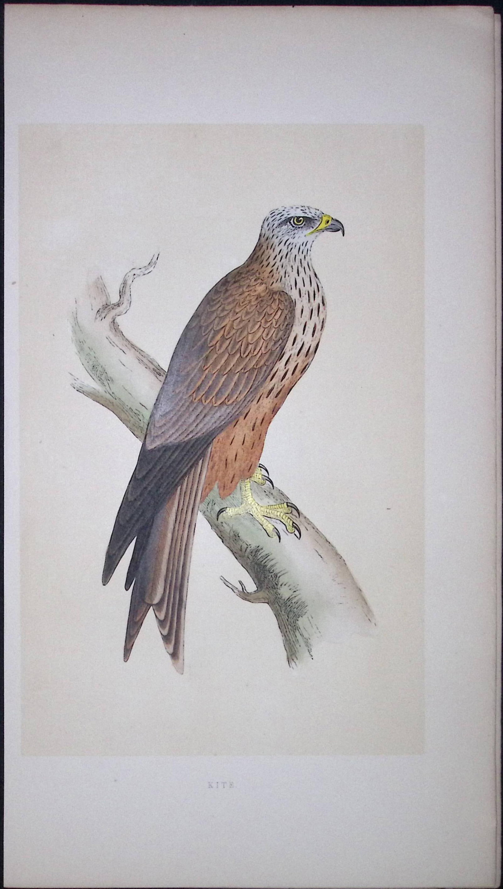 Kite Bird- Rev Morris First Edition Antique Woodblock Engraving-10: Title: Kite Bird- Rev Morris First Edition Antique Woodblock Engraving-10 Description: This Chromolithographic Woodblock Engraving Has Been Removed from a First Antique Edition of. Rev F O Morris A