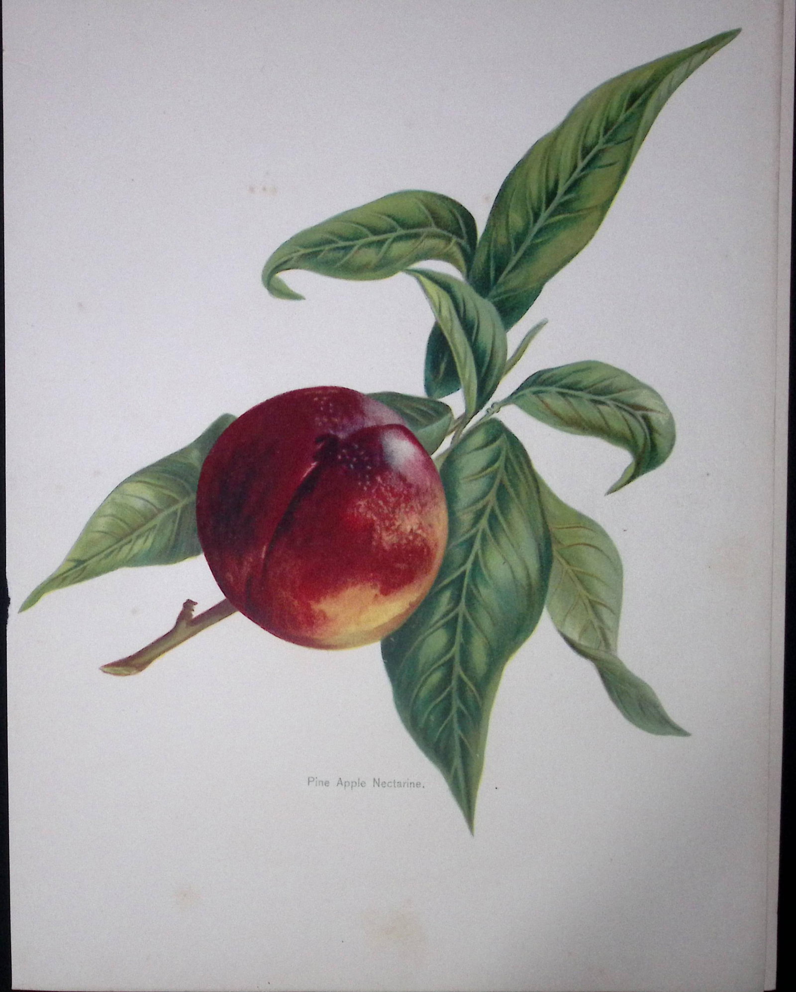 Nectarine Pine Apple Antique Mary Rivers Fruit Illustration-21.: Title: Nectarine Pine Apple Antique Mary Rivers Fruit Illustration-21. Description: This Chromolithographed Print Measure Approximately 10 X 8 (Inches) 274. x 213.36 (mm). And Was Removed