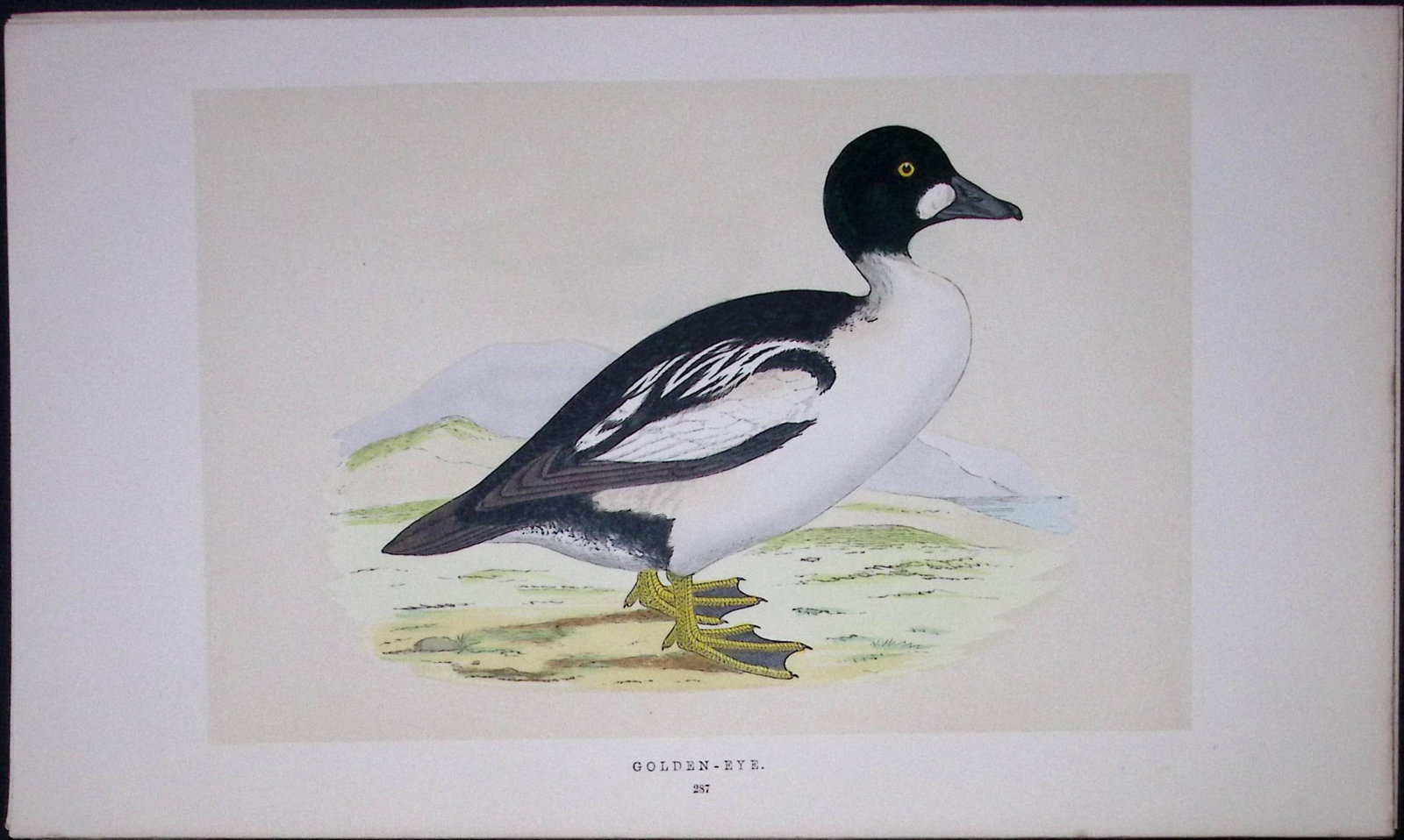 Golden-Eye Duck Bird- Rev Morris First Edition Antique Woodblock Engraving-110: Title: Golden-Eye Duck Bird- Rev Morris First Edition Antique Woodblock Engraving-110 Description: This Chromolithographic Woodblock Engraving Has Been Removed from a First Antique Edition of.