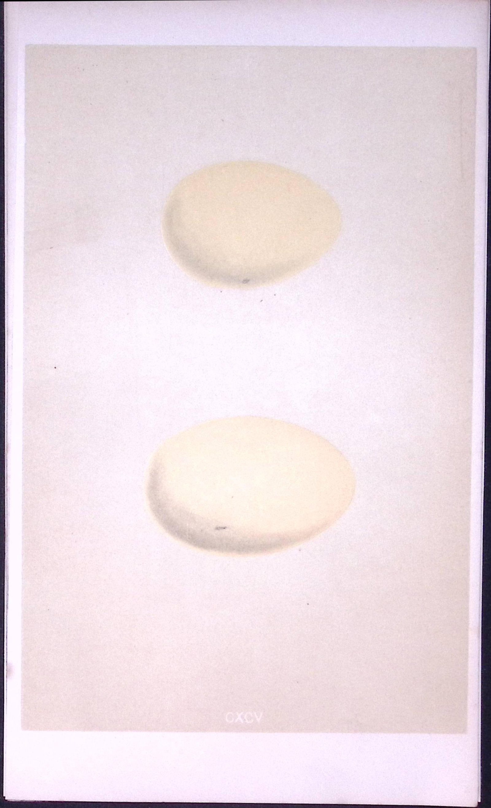 Red Whistling & Surf Duck Bird Egg- Rev Morris Antique Woodblock Engraving-27 (1 of 1)