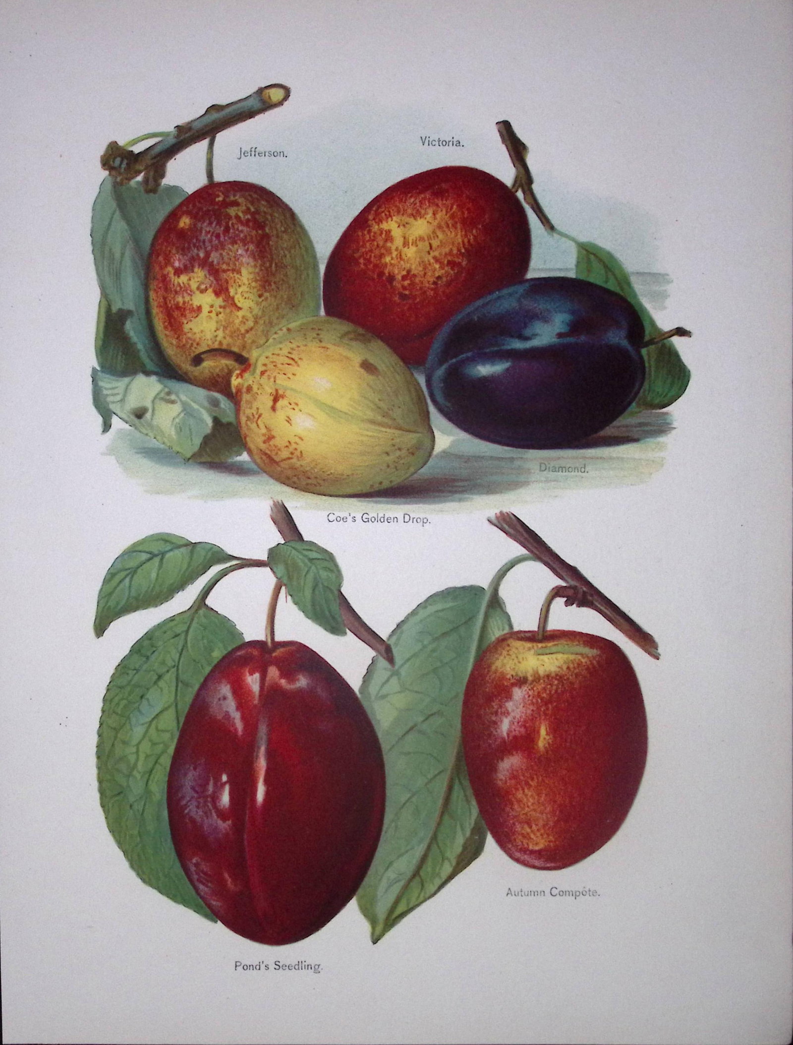 Plum-Jefferson, Victoria, Ponds , Antique Mary Rivers Fruit- Illustration-56: Title: Plum-Jefferson, Victoria, Ponds , Antique Mary Rivers Fruit- Illustration-56 Description: This Chromolithographed Print Measure Approximately 10 X 8 (Inches) 274. x 213.36 (mm).