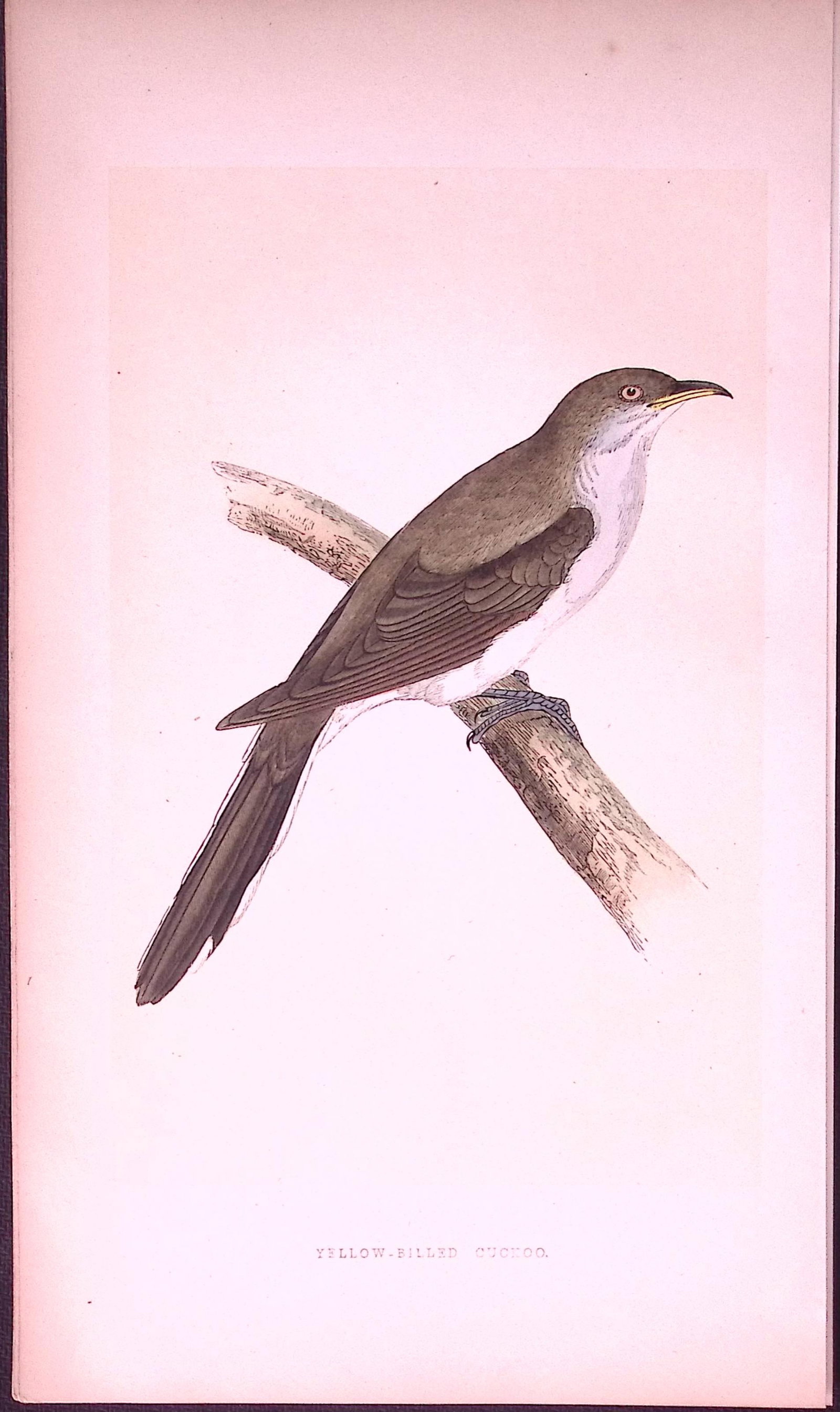 Yellow Billed Cuckoo Bird- Rev Morris First Edition Antique Woodblock Engraving-124: Title: Yellow Billed Cuckoo Bird- Rev Morris First Edition Antique Woodblock Engraving-124 Description: This Chromolithographic Woodblock Engraving Has Been Removed from a First Antique Edition of.