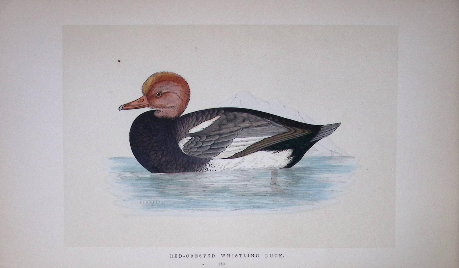 Red Whistling Duck Bird- Rev Morris First Edition Antique Woodblock Engraving-99 (1 of 1)