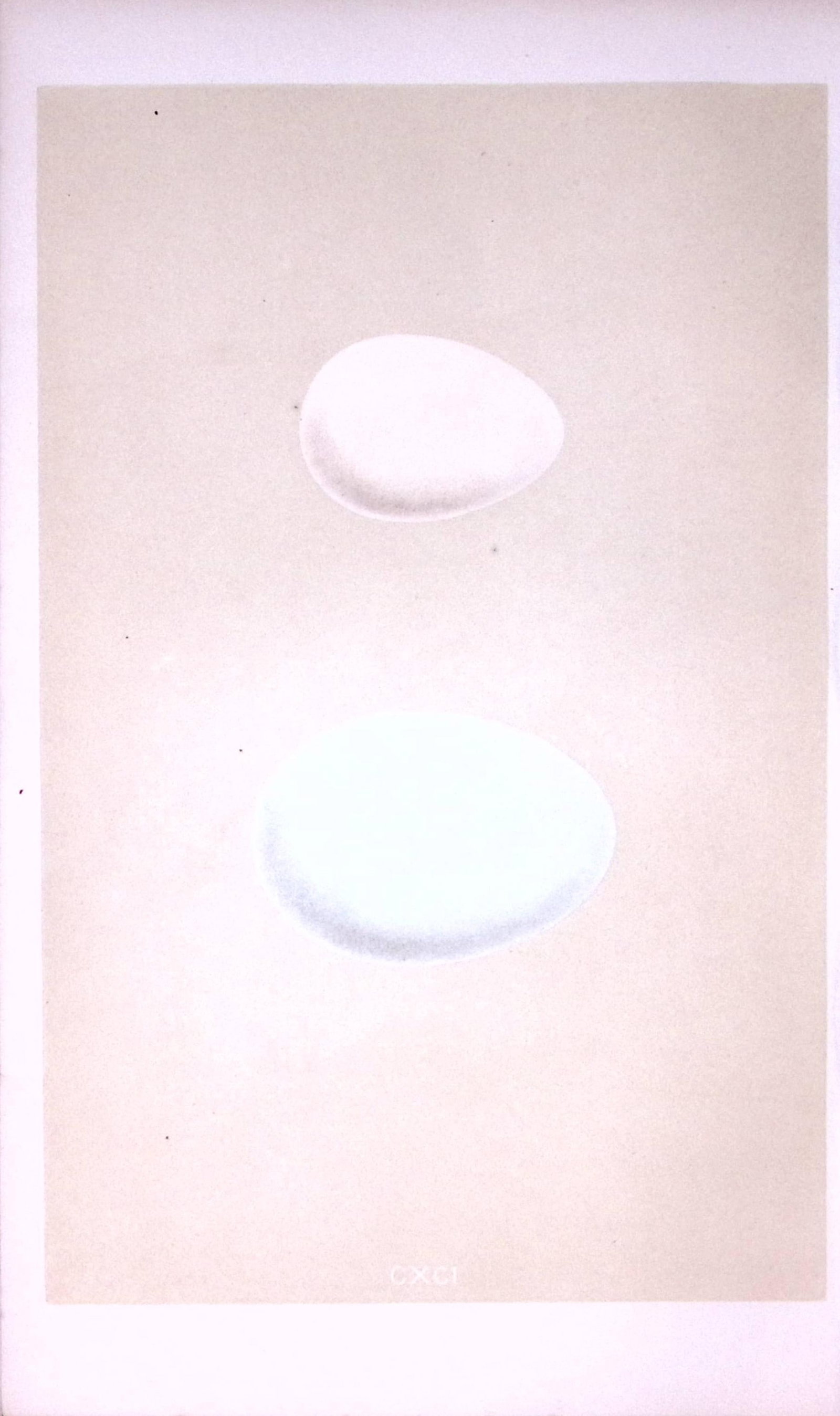 Wild Duck Bird Egg- Rev Morris First Edition Antique Woodblock Engraving-25 (1 of 1)