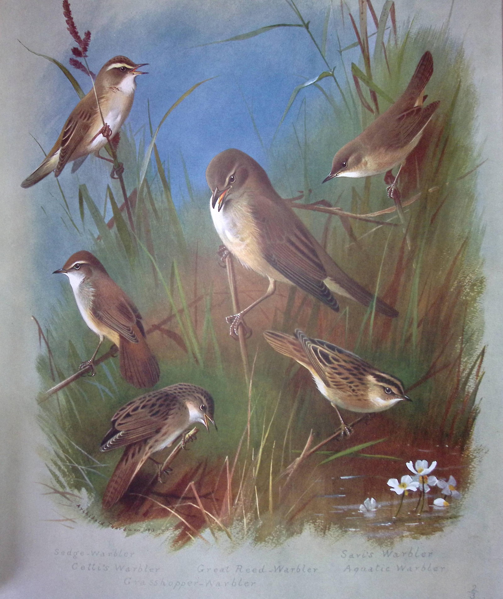 Archibald Thorburn Birds Antique Scarce Lithograph The Warbler Family-8 (1 of 2)