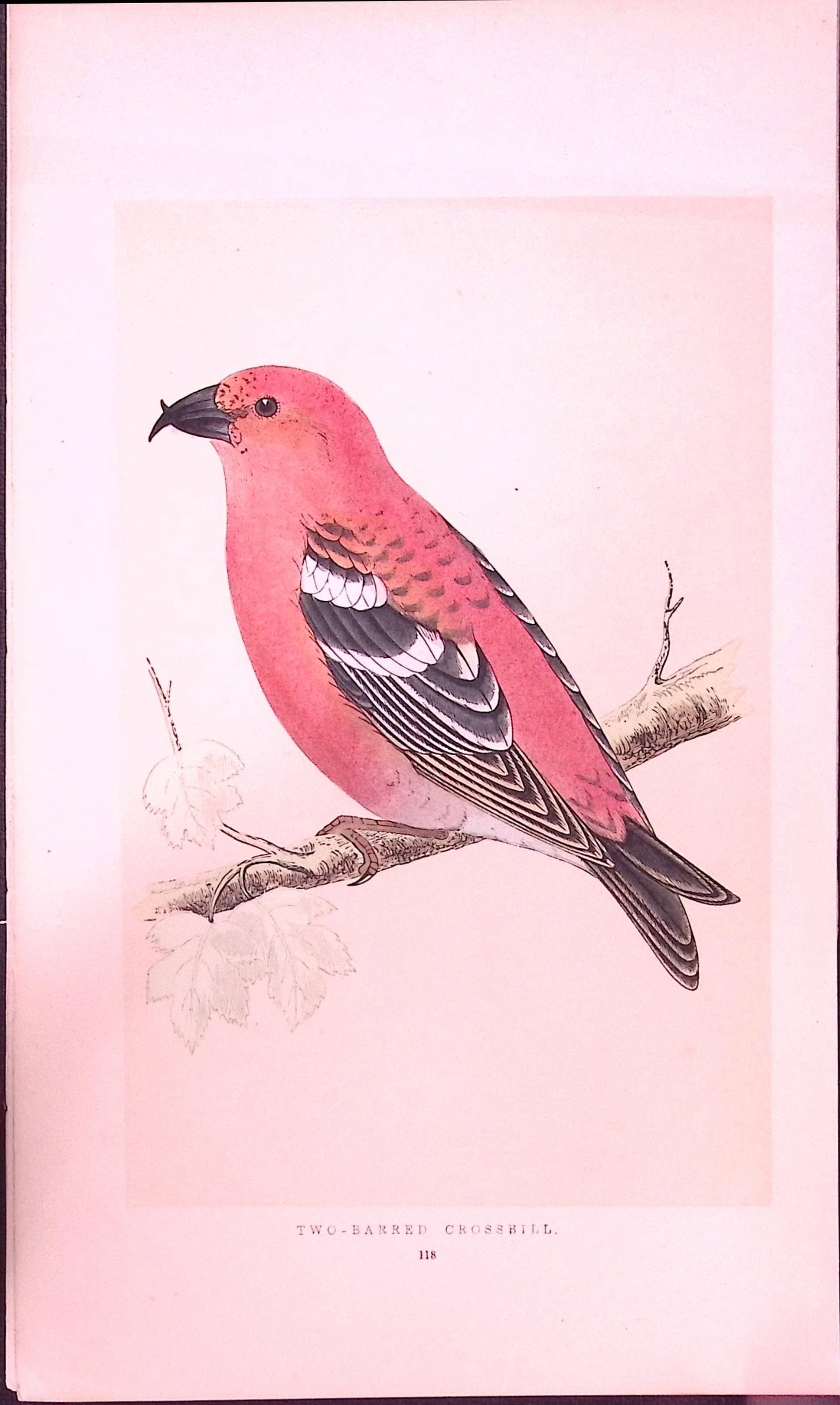 Two-Barred Crossbill Rev Morris First Edition Antique Woodblock Engraving-171 (1 of 1)
