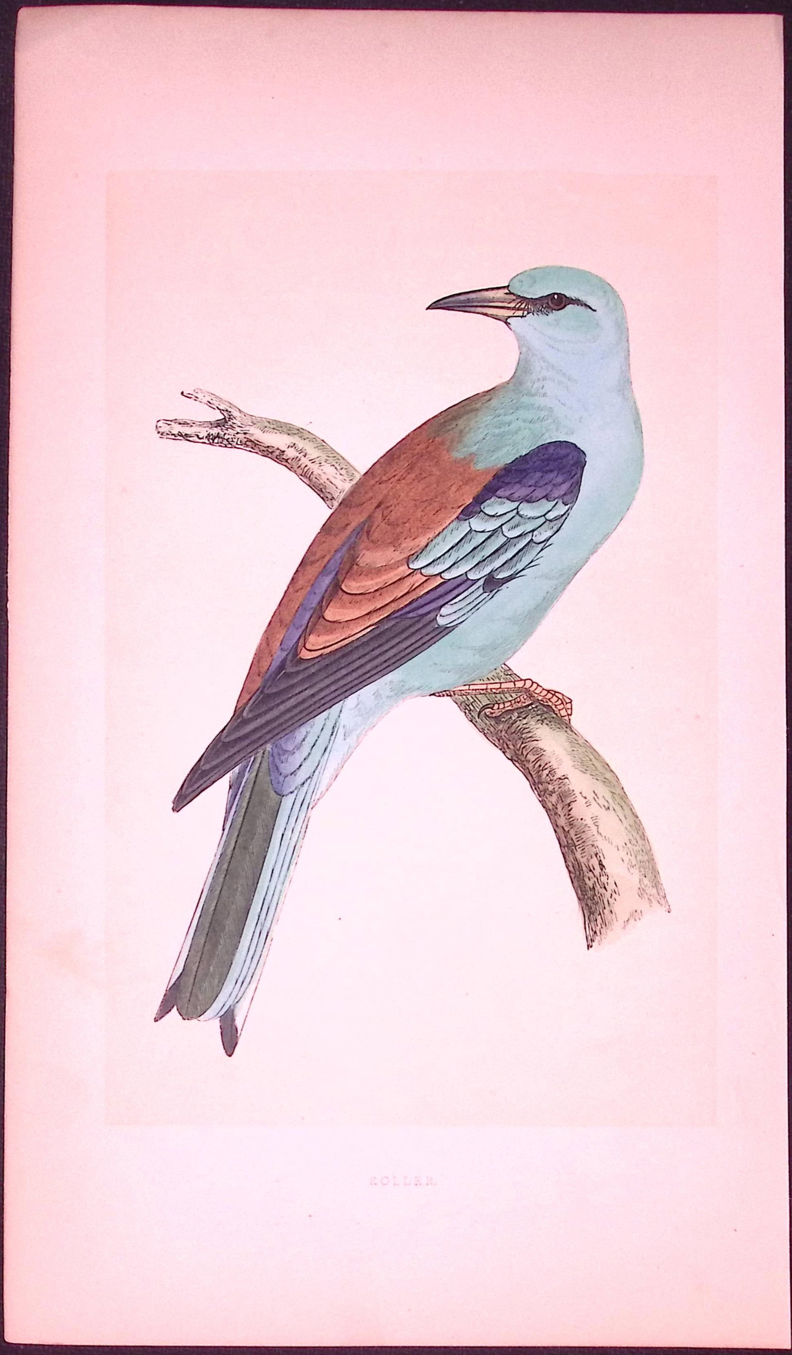 Roller Bird- Rev Morris First Edition Antique Woodblock Engraving-45: Title: Roller Bird- Rev Morris First Edition Antique Woodblock Engraving-45 Description: This Chromolithographic Woodblock Engraving Has Been Removed from a First Antique Edition of. Rev F O Morris A