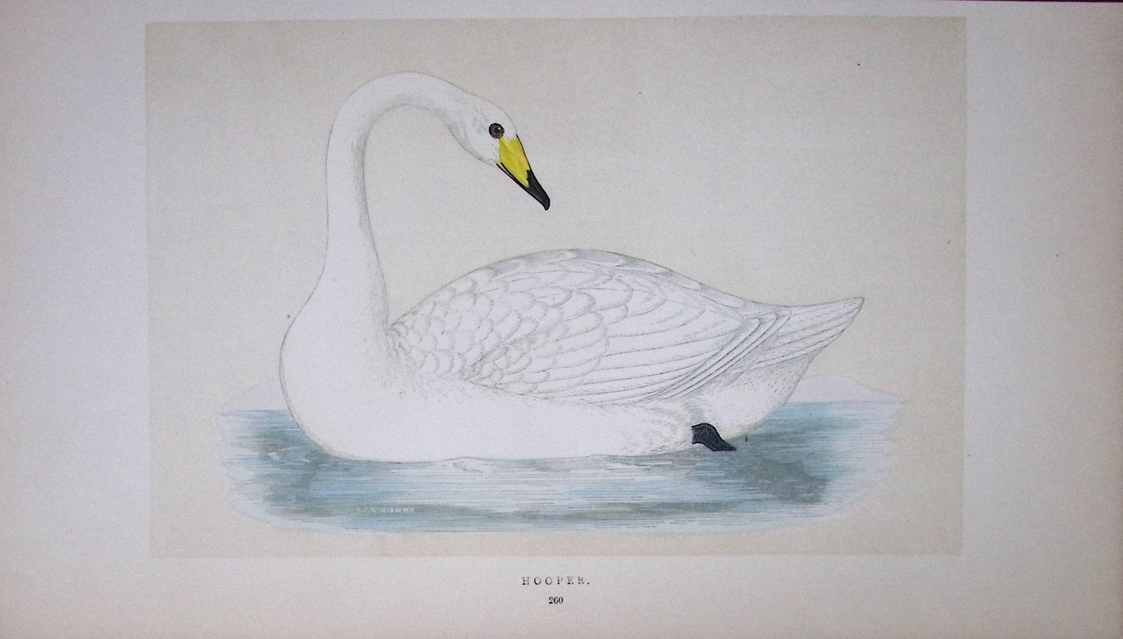 Hooper Swan Bird- Rev Morris First Edition Antique Woodblock Engraving-79 (1 of 1)