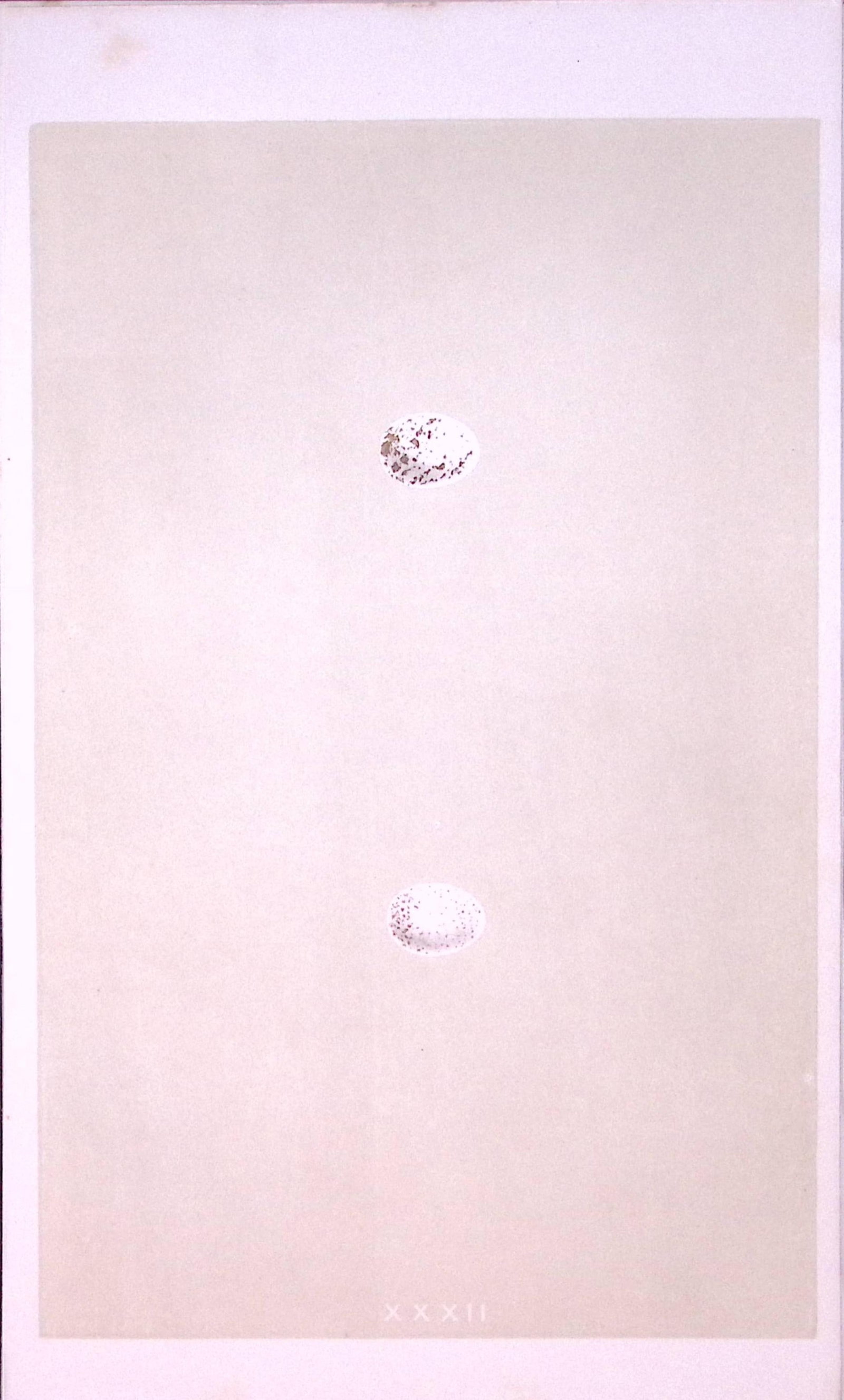 Crested Tit Bird Egg- Rev Morris First Edition Antique Woodblock Engraving-10: Title: Crested Tit Bird Egg- Rev Morris First Edition Antique Woodblock Engraving-10 Description: This Chromolithographic Woodblock Engraving Has Been Removed from a First Antique Edition of. Rev F O