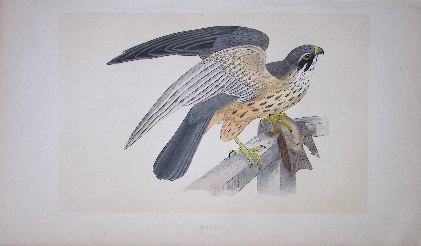 Hobby Bird- Rev Morris First Edition Antique Woodblock Engraving-14: Title: Hobby Bird- Rev Morris First Edition Antique Woodblock Engraving-14 Description: This Chromolithographic Woodblock Engraving Has Been Removed from a First Antique Edition of. Rev F O Mor