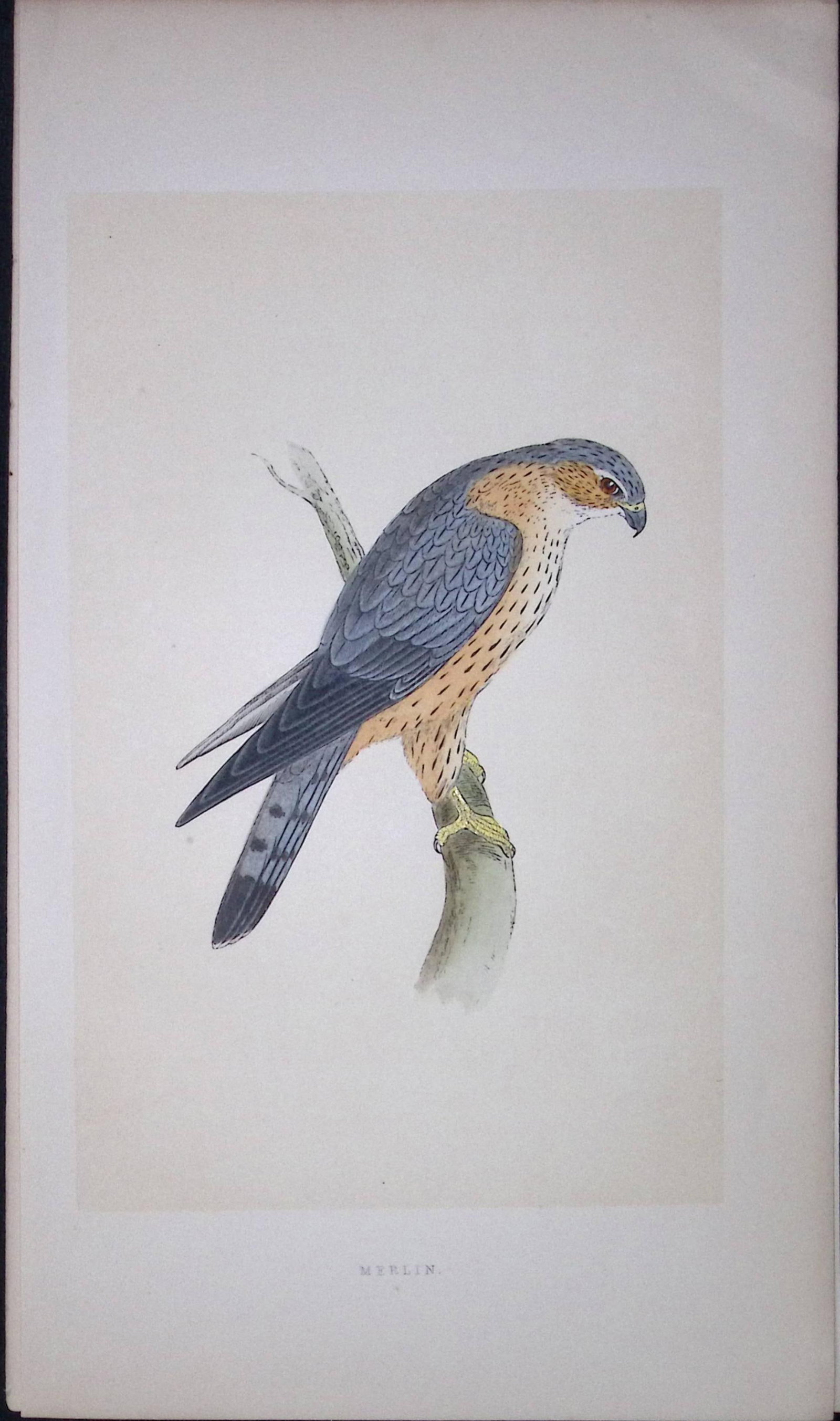 Merlin Bird- Rev Morris First Edition Antique Woodblock Engraving-16: Title: Merlin Bird- Rev Morris First Edition Antique Woodblock Engraving-16 Description: This Chromolithographic Woodblock Engraving Has Been Removed from a First Antique Edition of. Rev F O Mo