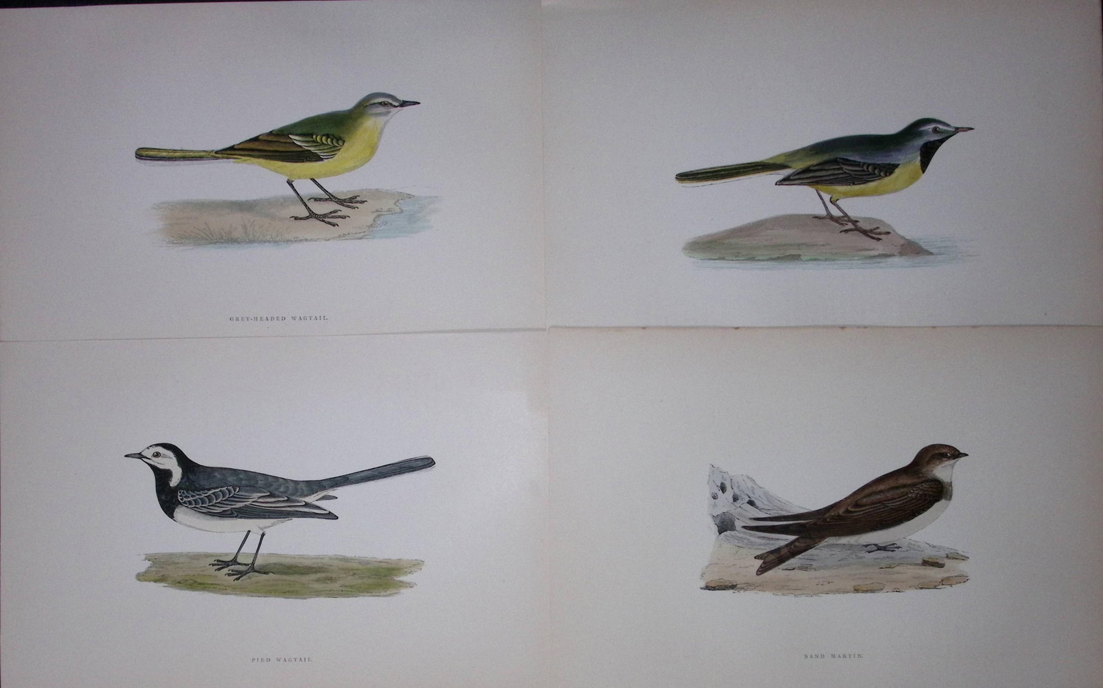 Job-Lot Rev Morris History of British Birds 130 Yrs-Old Antique Engravings-3: Title: Job-Lot Rev Morris History of British Birds 130 Yrs-Old Antique Engravings-3 Description: These 4 Chromolithographic Engraved Plates Has Been Removed from an Antique Edition of. Rev F O Morris