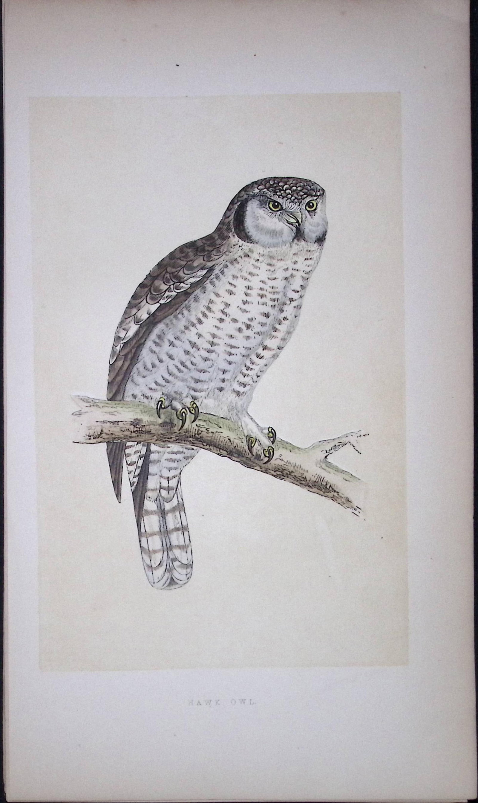 Hawk Owl Bird- Rev Morris First Edition Antique Woodblock Engraving-32: Title: Hawk Owl Bird- Rev Morris First Edition Antique Woodblock Engraving-32 Description: This Chromolithographic Woodblock Engraving Has Been Removed from a First Antique Edition of. Rev F O Morris