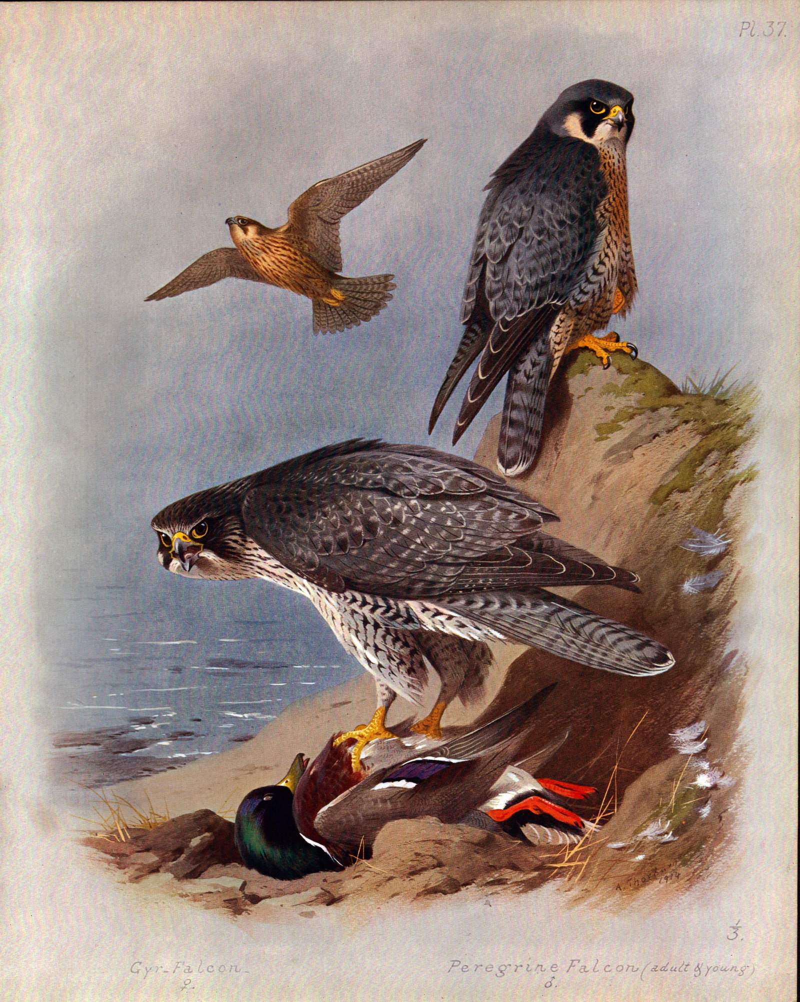 Antique Scarce Large Coloured Bird Lithograph Peregrine & Gyr Falcon-37: Title: Antique Scarce Large Coloured Bird Lithograph Peregrine & Gyr Falcon-37 Description: This Antique 2nd Edition Illustration Was Removed from an Edition of. Archibald Thornburn, British