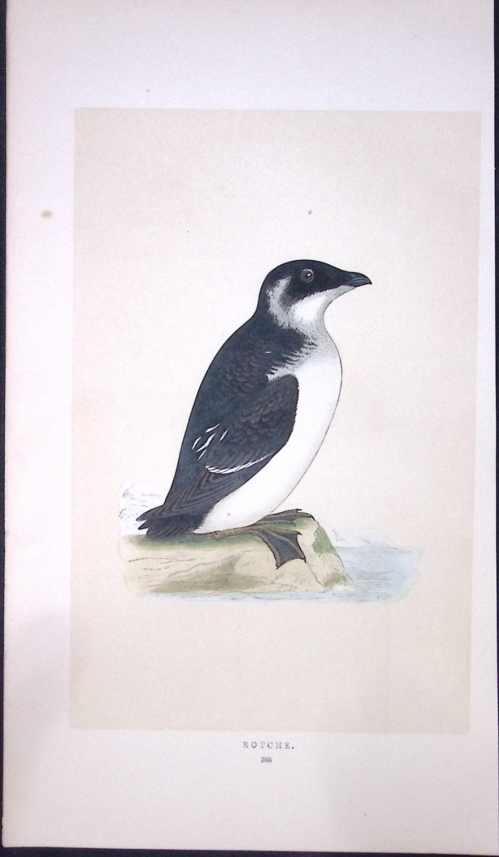 Rotche Bird- Rev Morris First Edition Antique Woodblock Engraving-179: Title: Rotche Bird- Rev Morris First Edition Antique Woodblock Engraving-179 Description: This Chromolithographic Woodblock Engraving Has Been Removed from a First Antique Edition of. Rev F O Morris