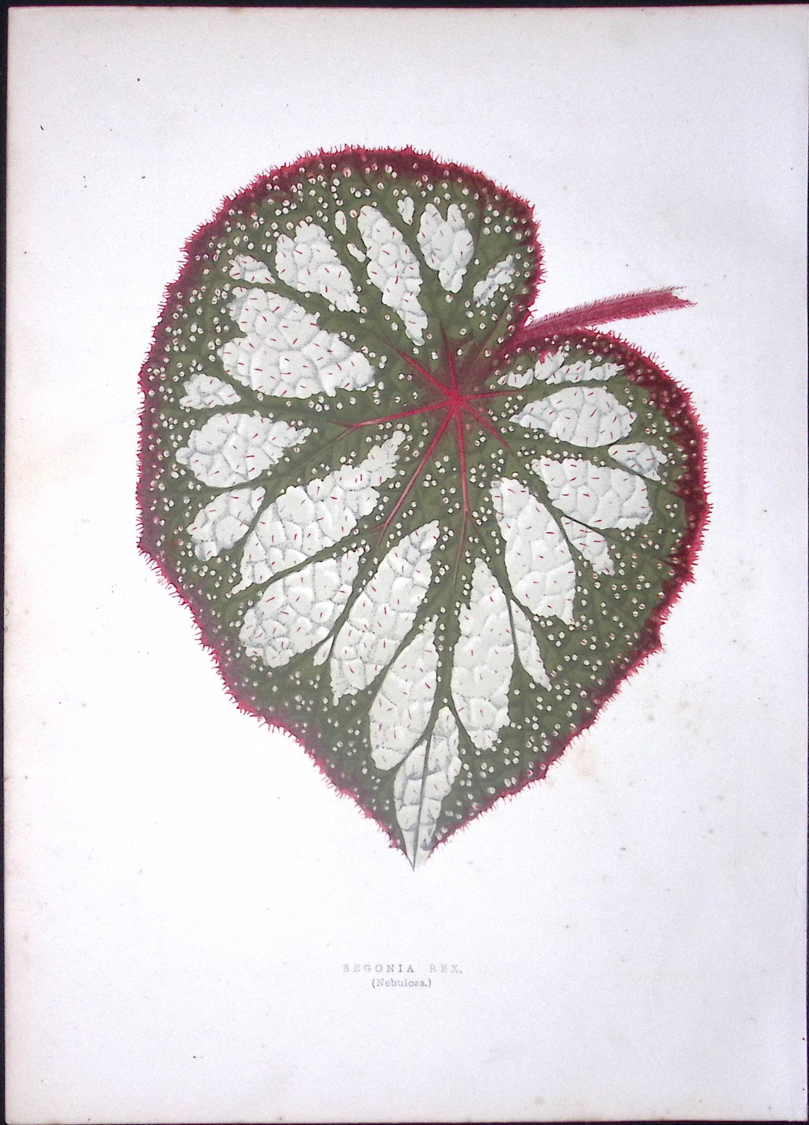 Begonia Rex Flower Antique Shirley Hibbard Greenhouse Coloured Print-1: Title: Begonia Rex Flower Antique Shirley Hibbard Greenhouse Coloured Print-1 Description: This Coloured Antique Print Measure Approximately 9.5” X 6.5” (Inches) 274. x 241.3 (mm).