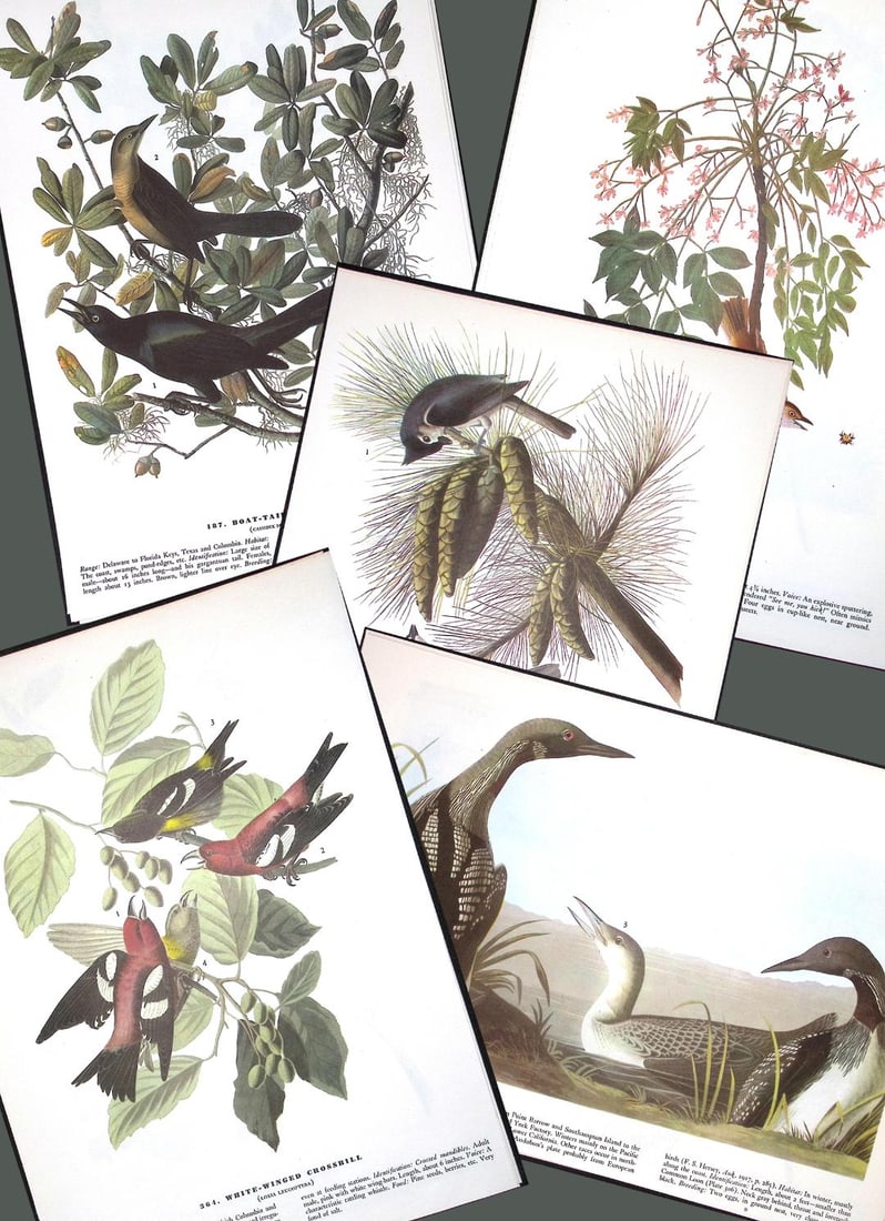 Job-Lot John James Audubon Birds of America 72-Year-Old Coloured Book Plates-10: Title: Job-Lot John James Audubon Birds of America 72-Year-Old Coloured Book Plates-10 Description: This Collection of 5 Double-Sided Vintage Prints Has Been Removed from an Edition of.