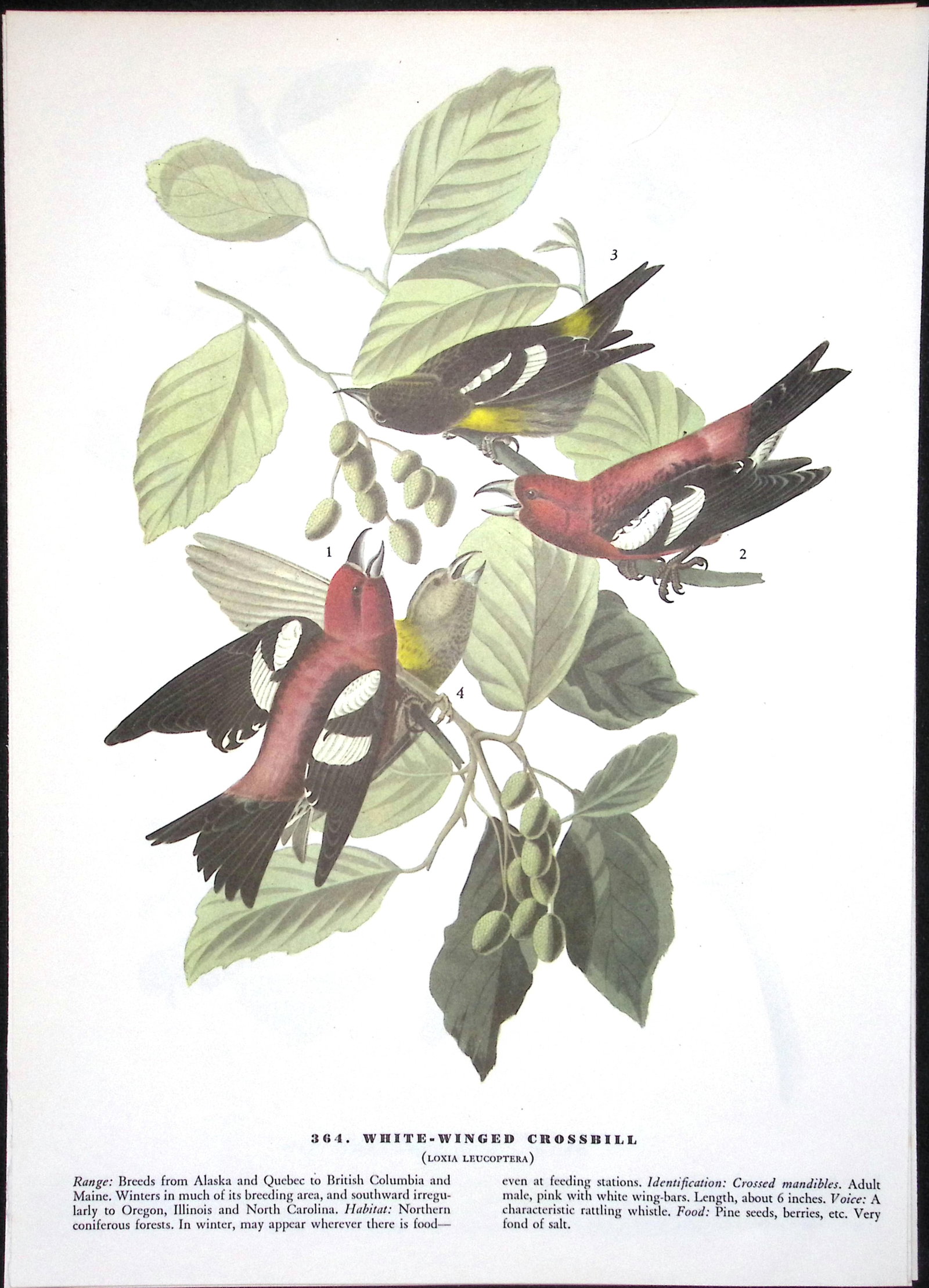 Job-Lot John James Audubon Birds of America 72-Year-Old Coloured Book Plates-10 - 5