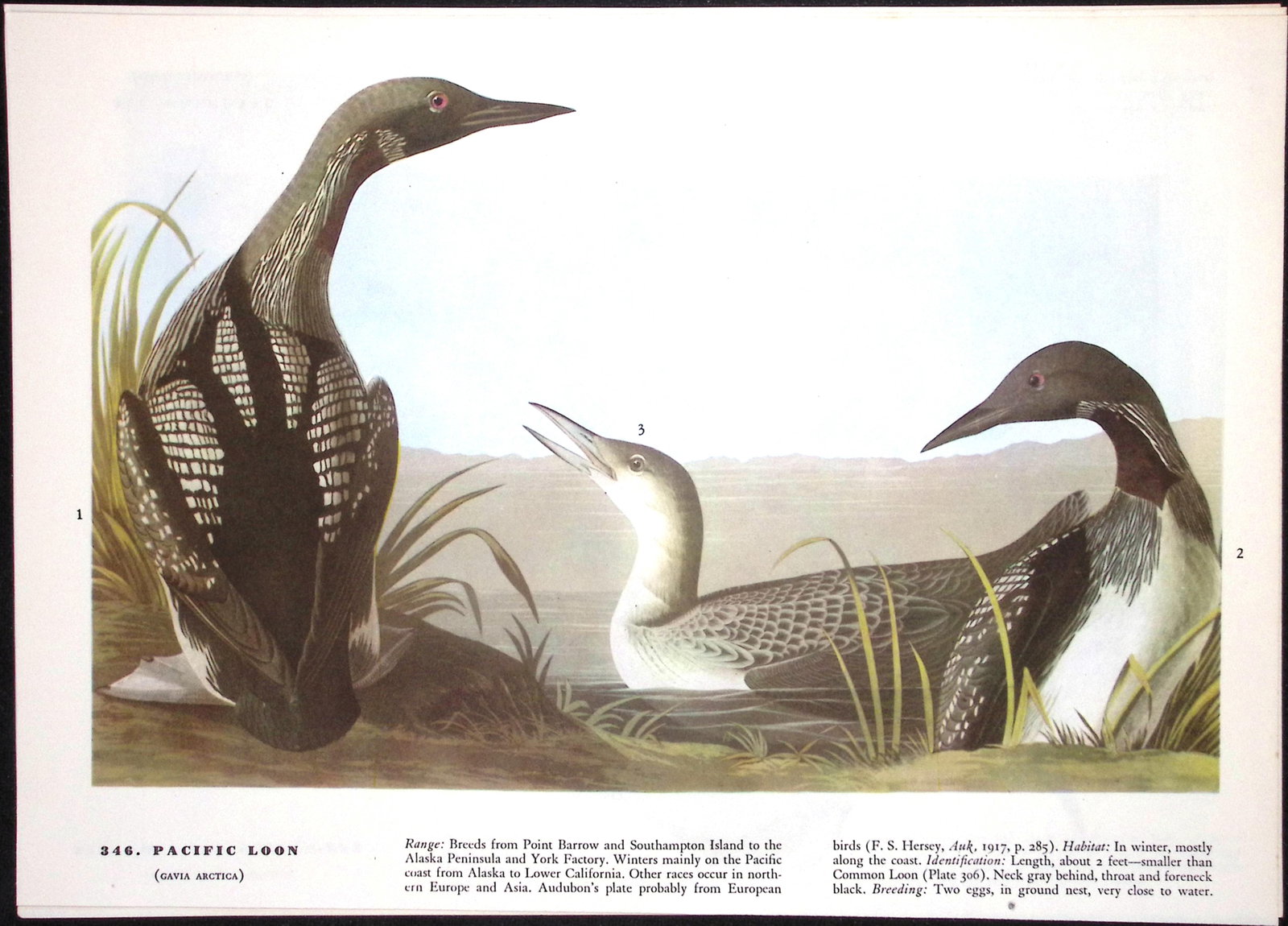 Job-Lot John James Audubon Birds of America 72-Year-Old Coloured Book Plates-10 - 6