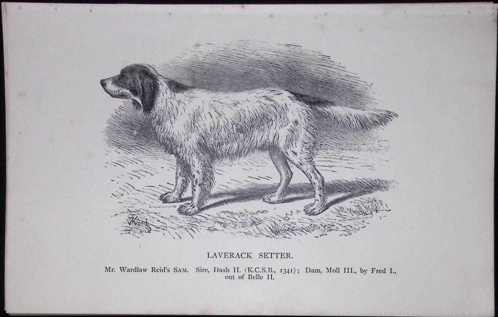 Laverack Setter British Dogs by Hugh Dalziel 1889 Antique Book Plate-30 (1 of 2)