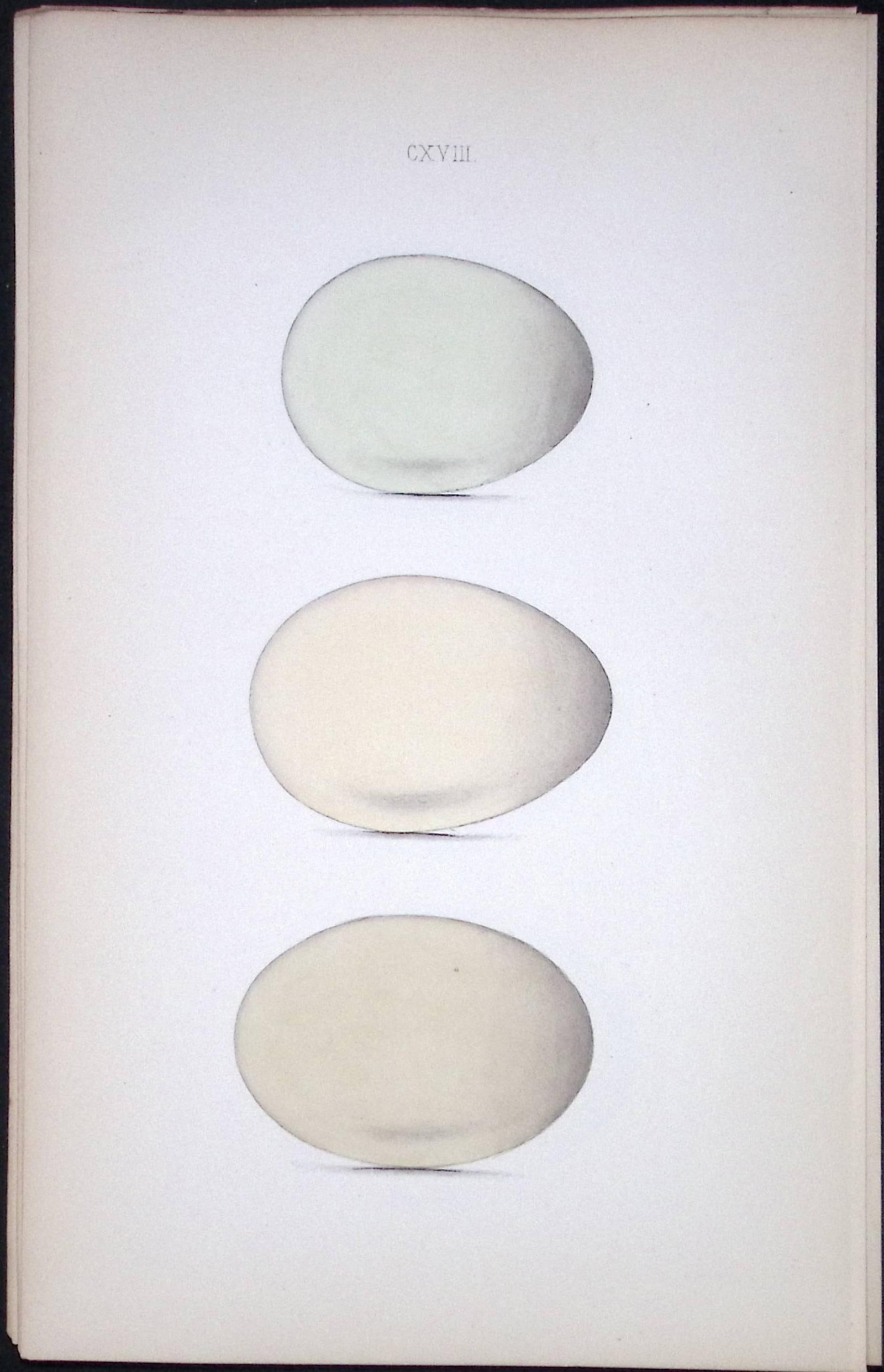 Harlequin, Long Tailed Duck Hewitson Antique Nests & Eggs of British Birds Print-120: Title: Harlequin, Long Tailed Duck Hewitson Antique Nests & Eggs of British Birds Print-120 Description: This Antique Print Was Removed From a 170 Years-Old Edition William Hewitson. Coloured