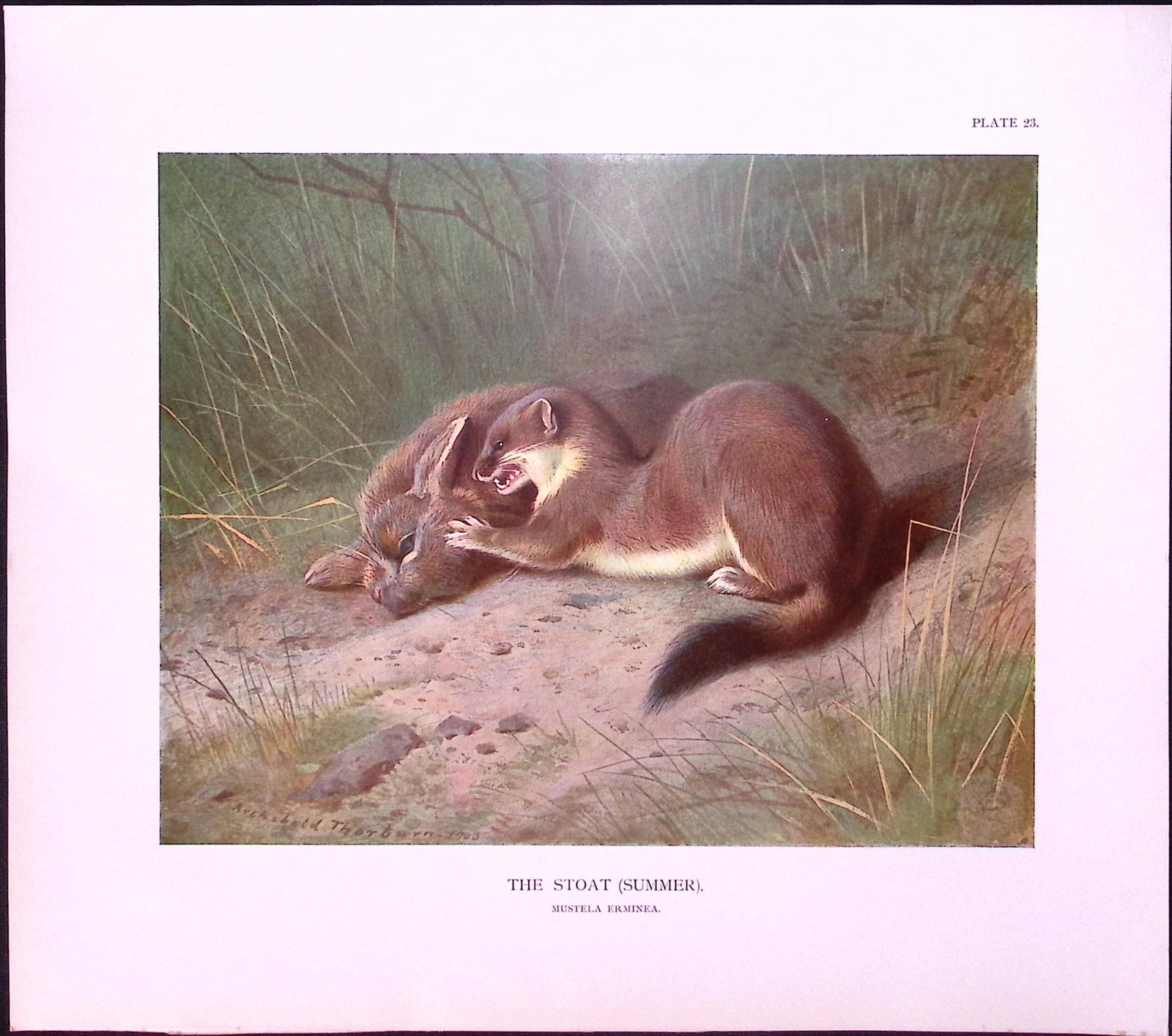 Job-Lot J.G. Millais Rare Limited-Edition Stoats & Badgers Antique Prints-20 - 5