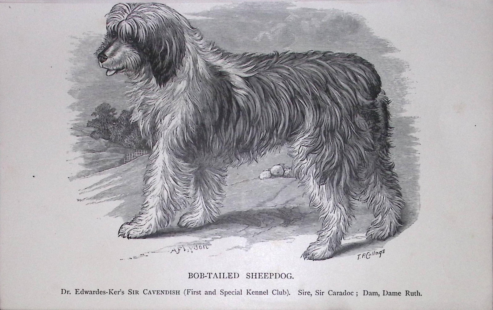 Bob-Tailed Sheepdog British Dogs by Hugh Dalziel 1889 Antique Book Plate-40: Title: Bob-Tailed Sheepdog British Dogs by Hugh Dalziel 1889 Antique Book Plate-40 Description: This Antique Book Plate Was Removed from a Edition of British Dogs by Hugh Dalziel 1889. Each Print