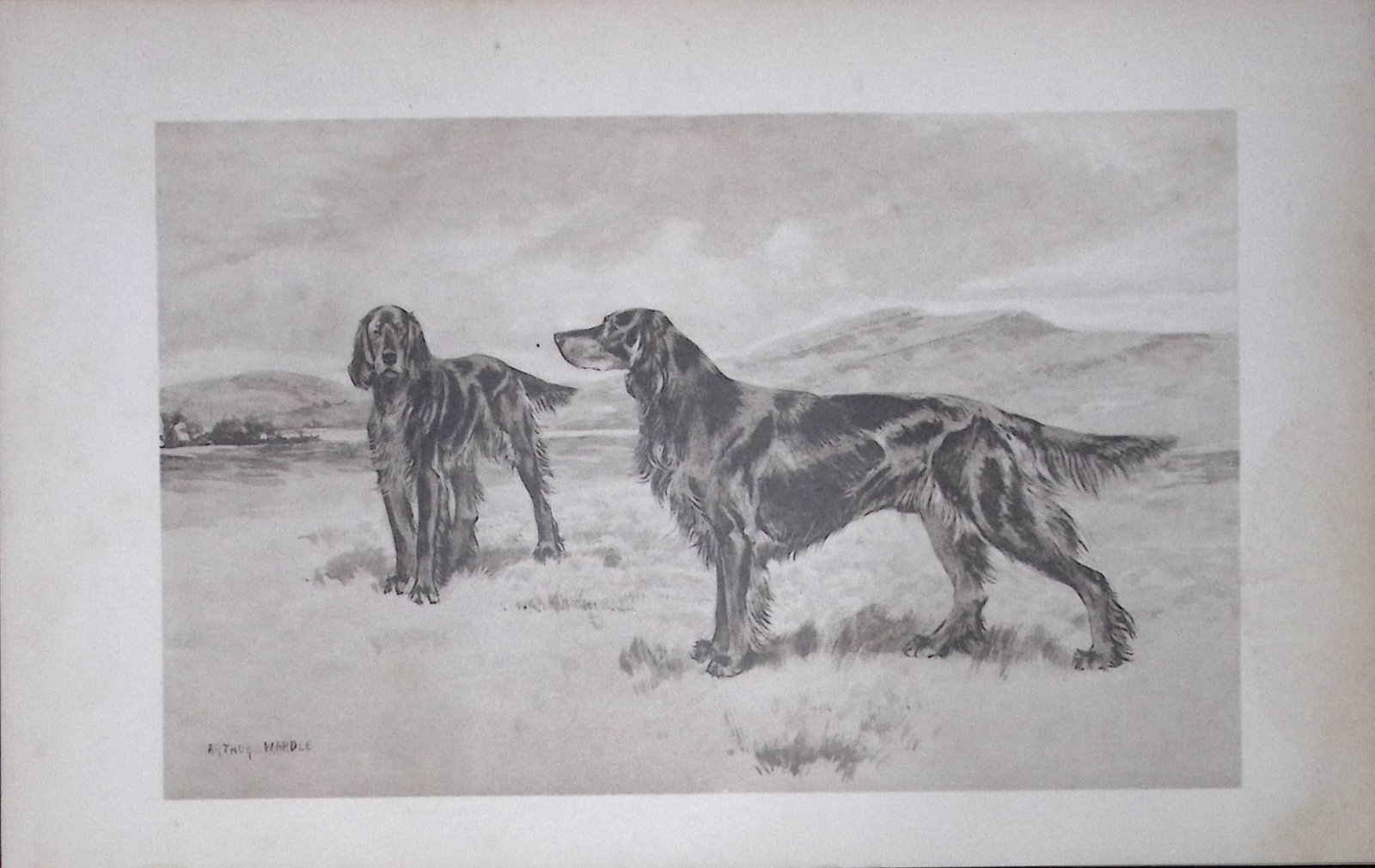 Gordon Setters Antique Book Plate Rawdon Lee Modern Dogs 1906-59 (1 of 2)