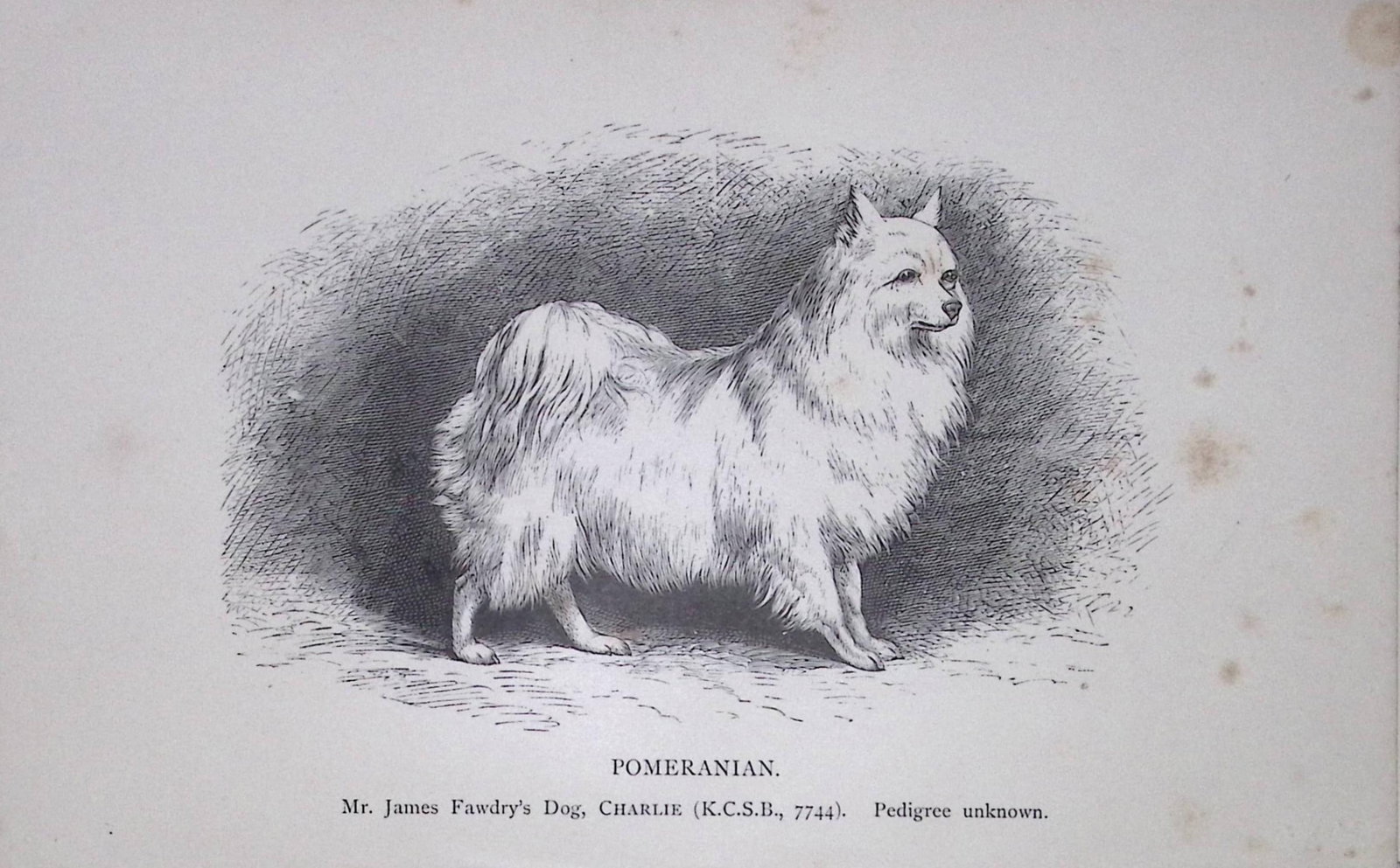 Pomeranian British Dogs by Hugh Dalziel 1889 Antique Book Plate-67: Title: Pomeranian British Dogs by Hugh Dalziel 1889 Antique Book Plate-67 Description: This Antique Book Plate Was Removed from an Edition of Modern Dogs by Rawdon Lee 1893. Each Print Measures