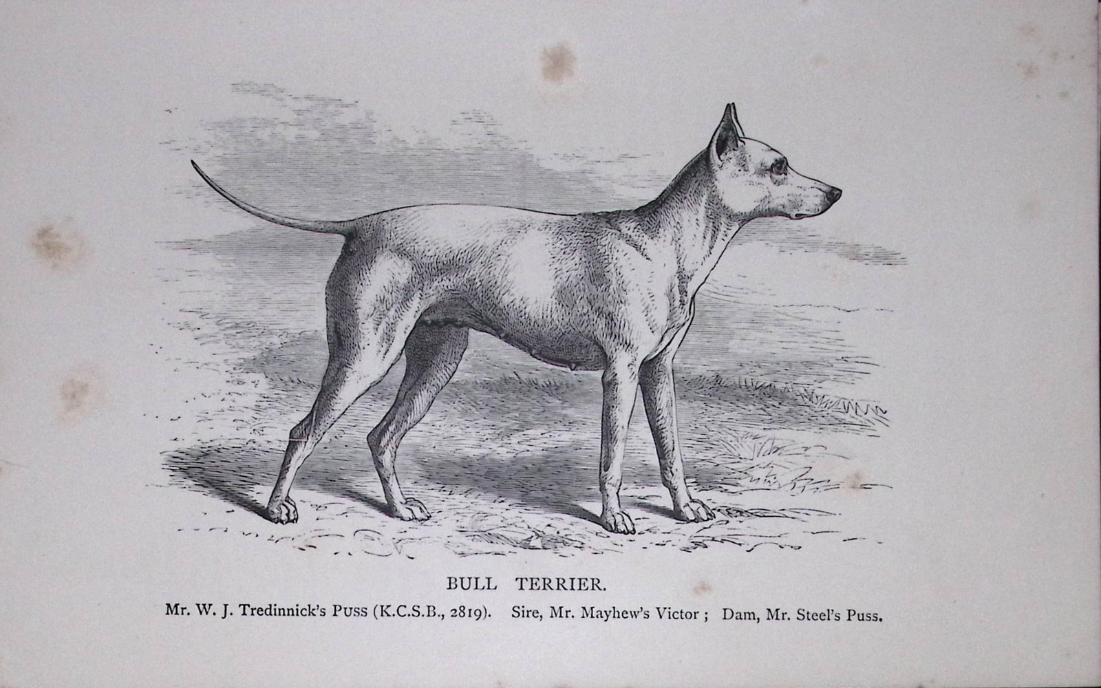 Bull Terrier British Dogs by Hugh Dalziel 1889 Antique Book Plate-50: Title: Bull Terrier British Dogs by Hugh Dalziel 1889 Antique Book Plate-50 Description: This Antique Book Plate Was Removed from a Edition of British Dogs by Hugh Dalziel 1889. Each Print Measures